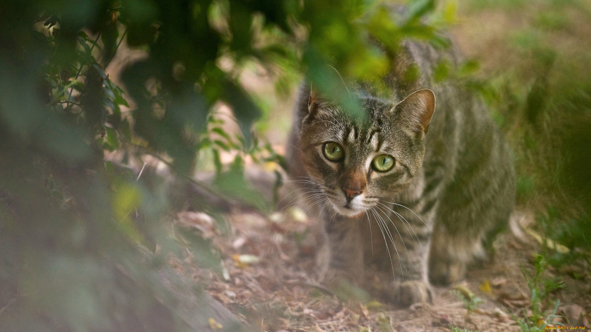 животные, коты, взгляд