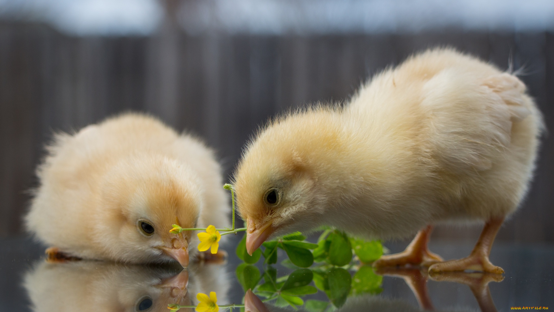животные, куры, , петухи, желтенькие, цыплята, цветы, малыши