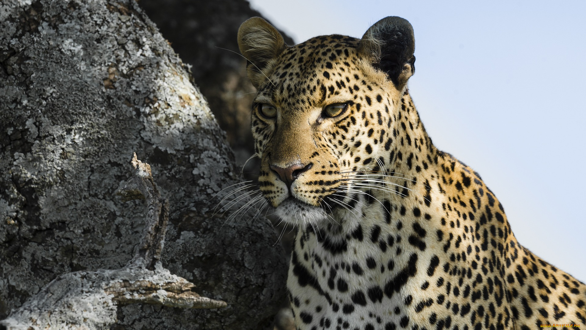 животные, леопарды, морда, взгляд