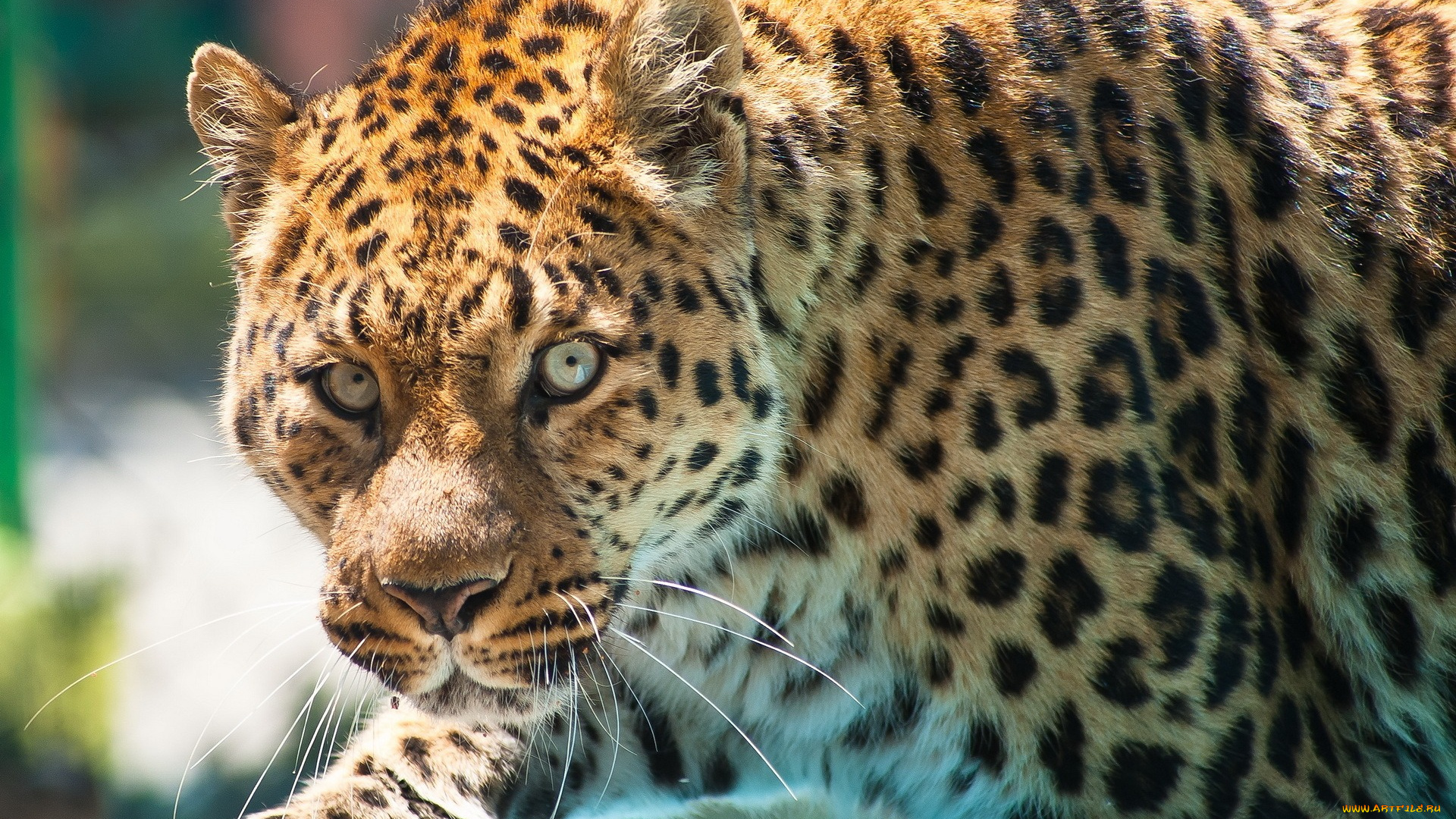 животные, леопарды, морда, взгляд