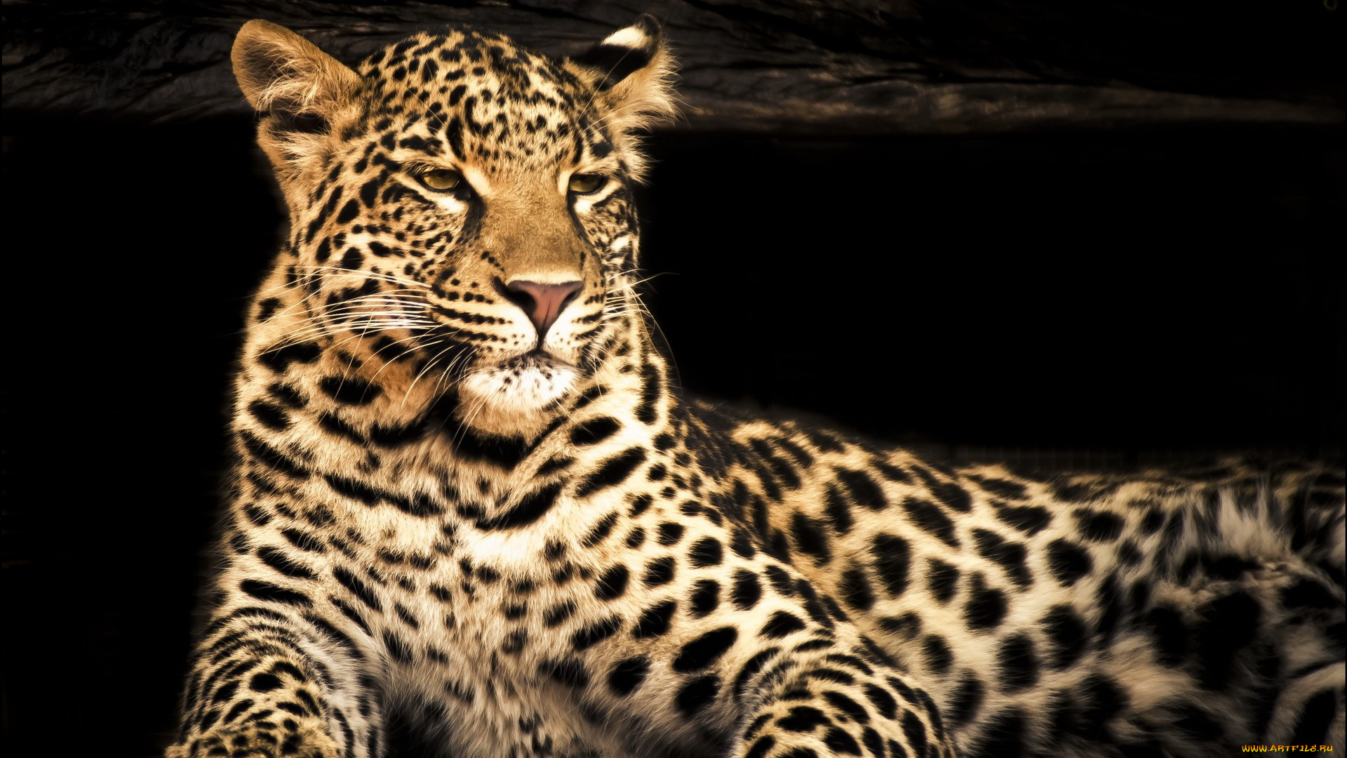 животные, леопарды, морда, взгляд