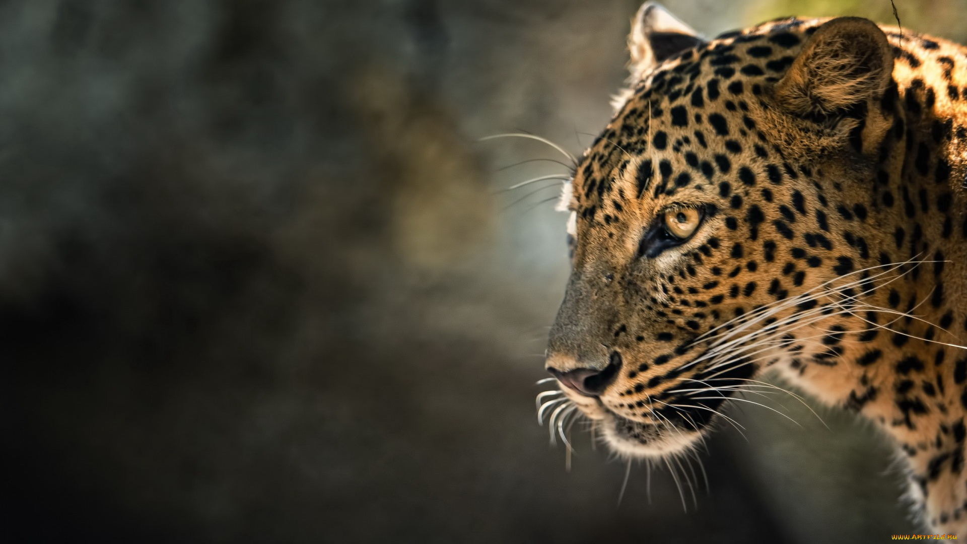 животные, леопарды, профиль