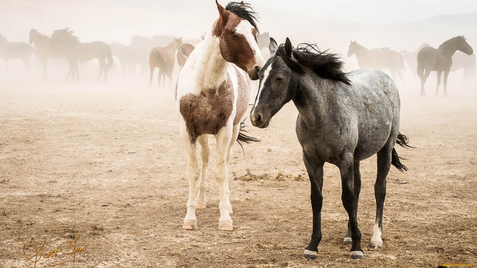 животные, лошади