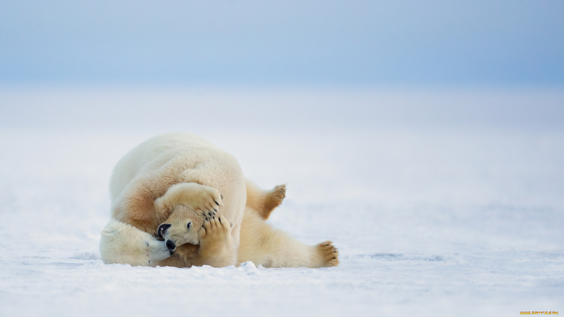 животные, медведи, зима, природа, белые