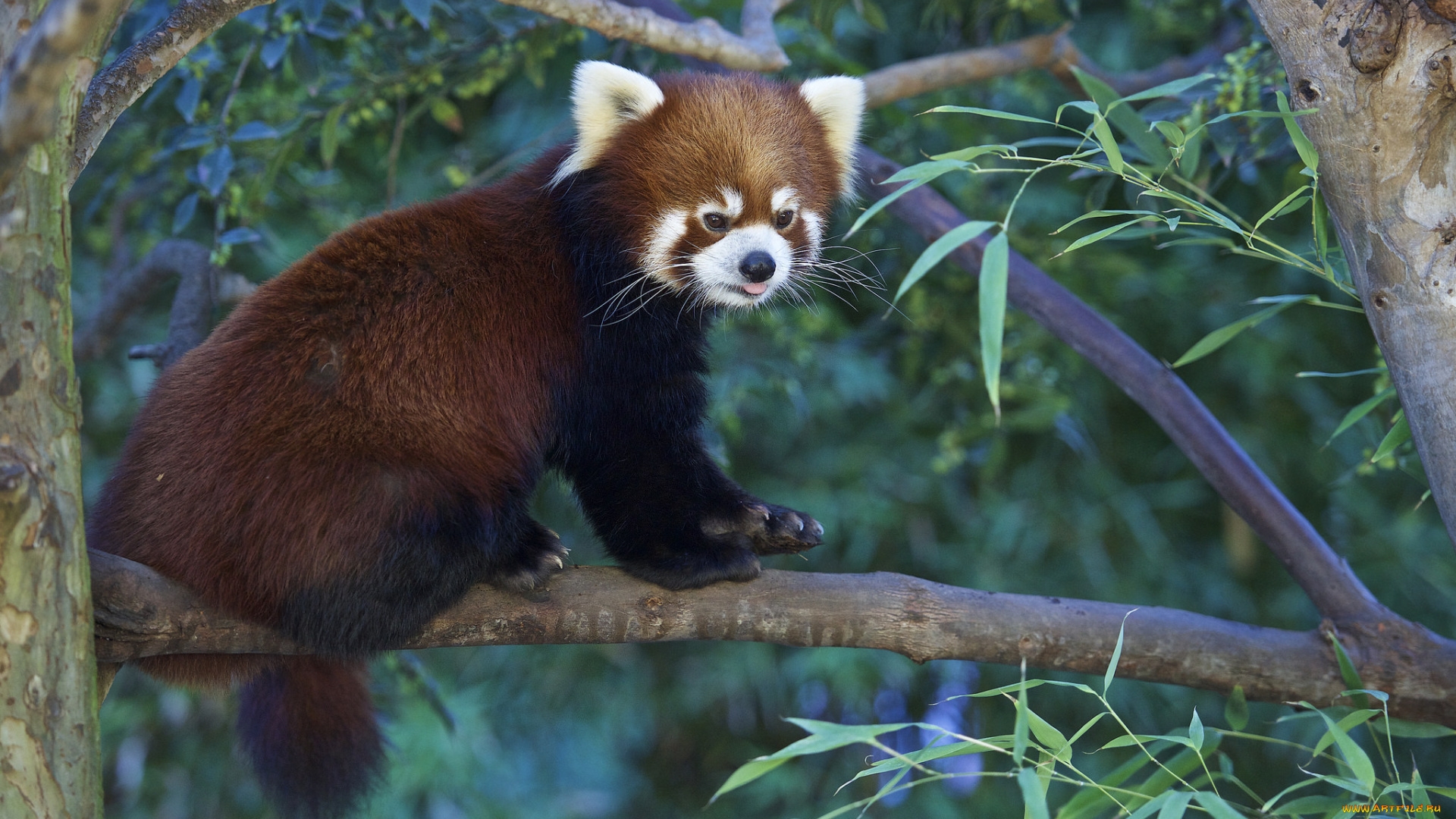 животные, панды, панда, рыжая, дерево, природа