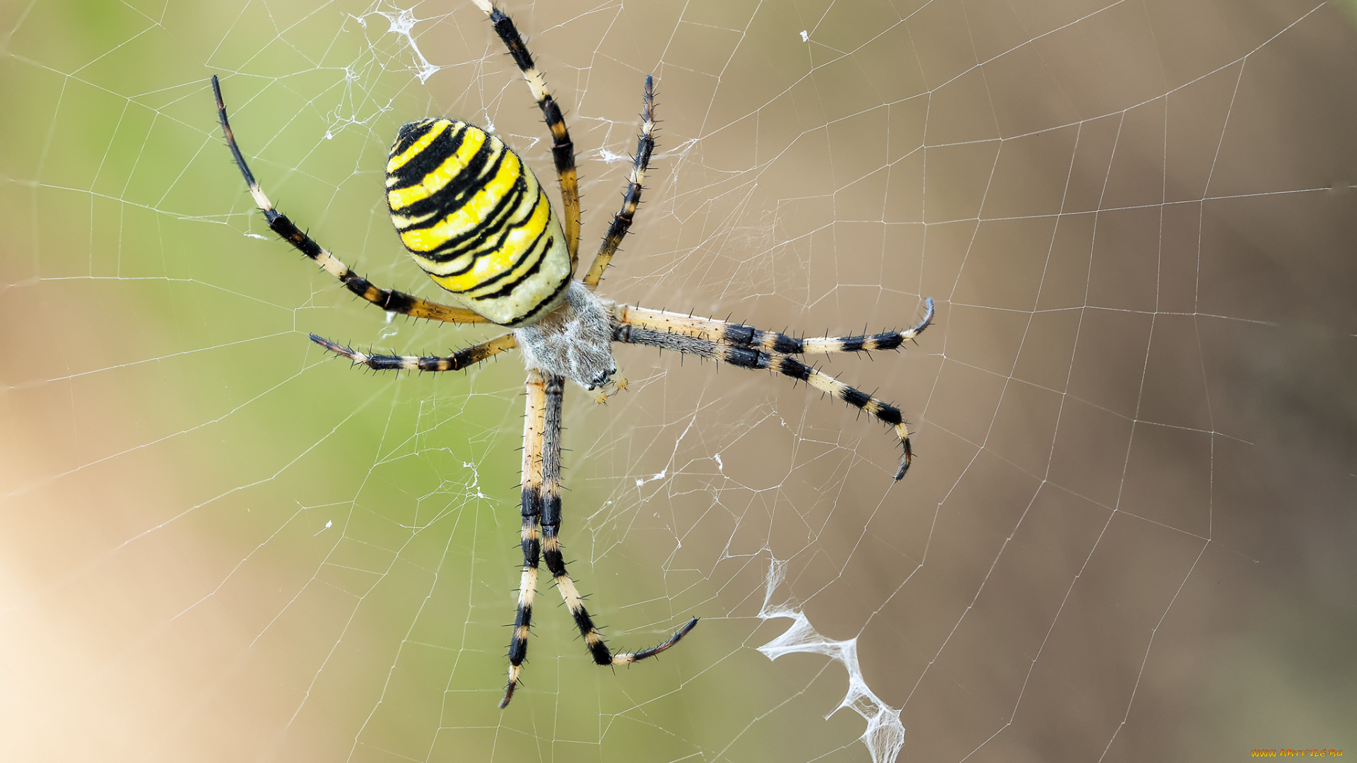 животные, пауки, паук, макро