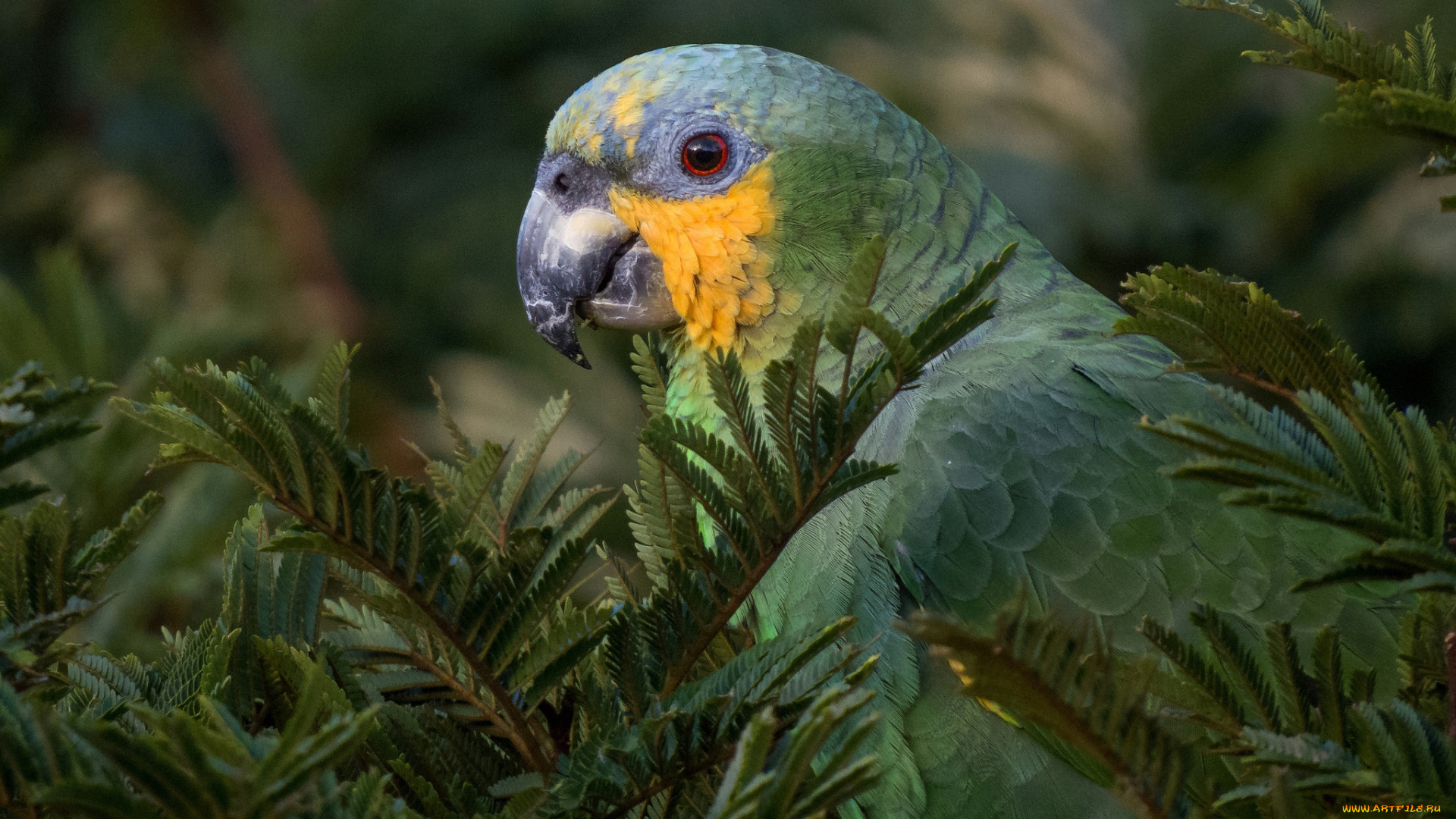 животные, попугаи, попугай, птица, зеленый, взгляд, природа, дерево, ветки