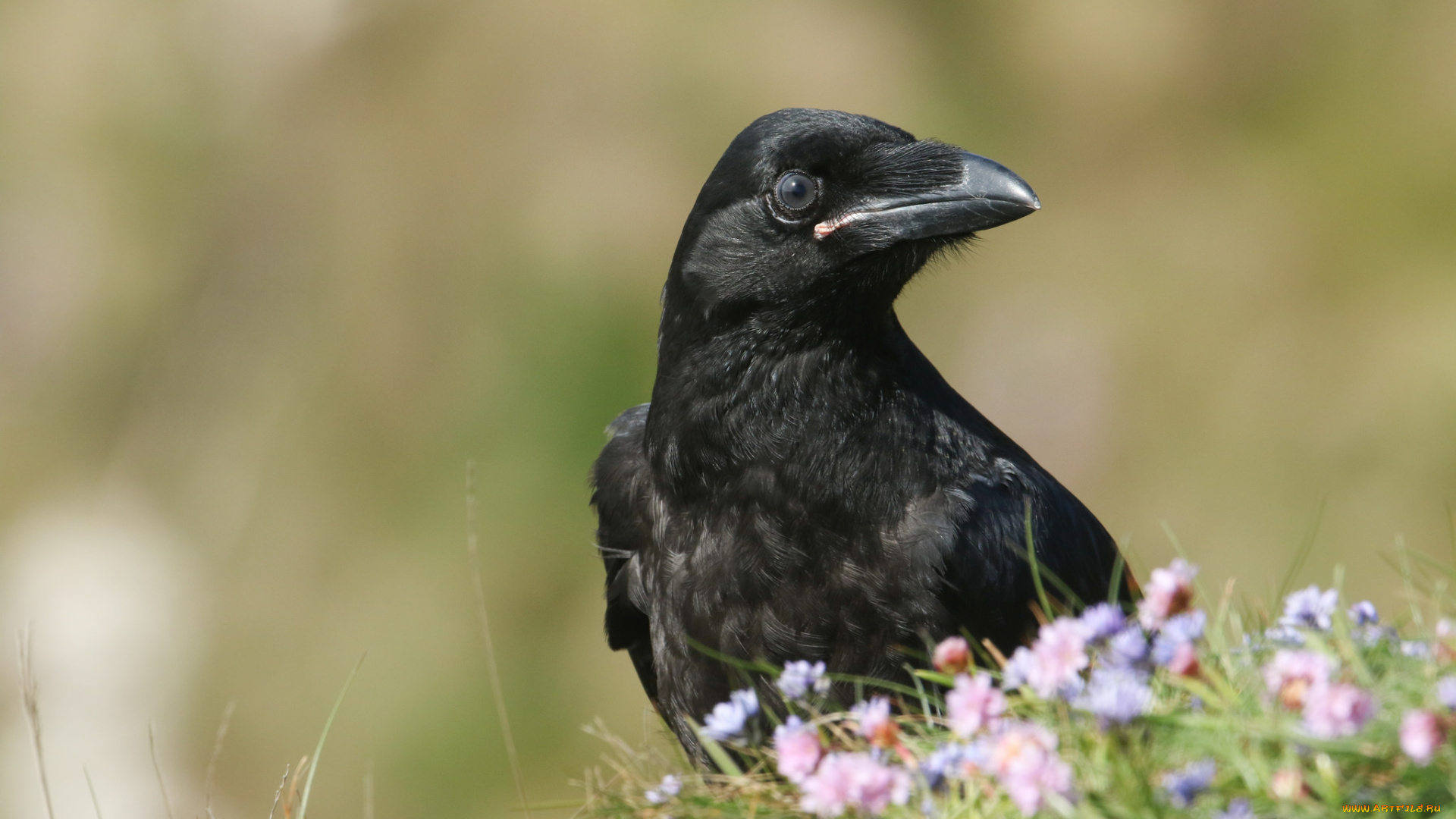 животные, птицы, птица, черная, цветы, природа