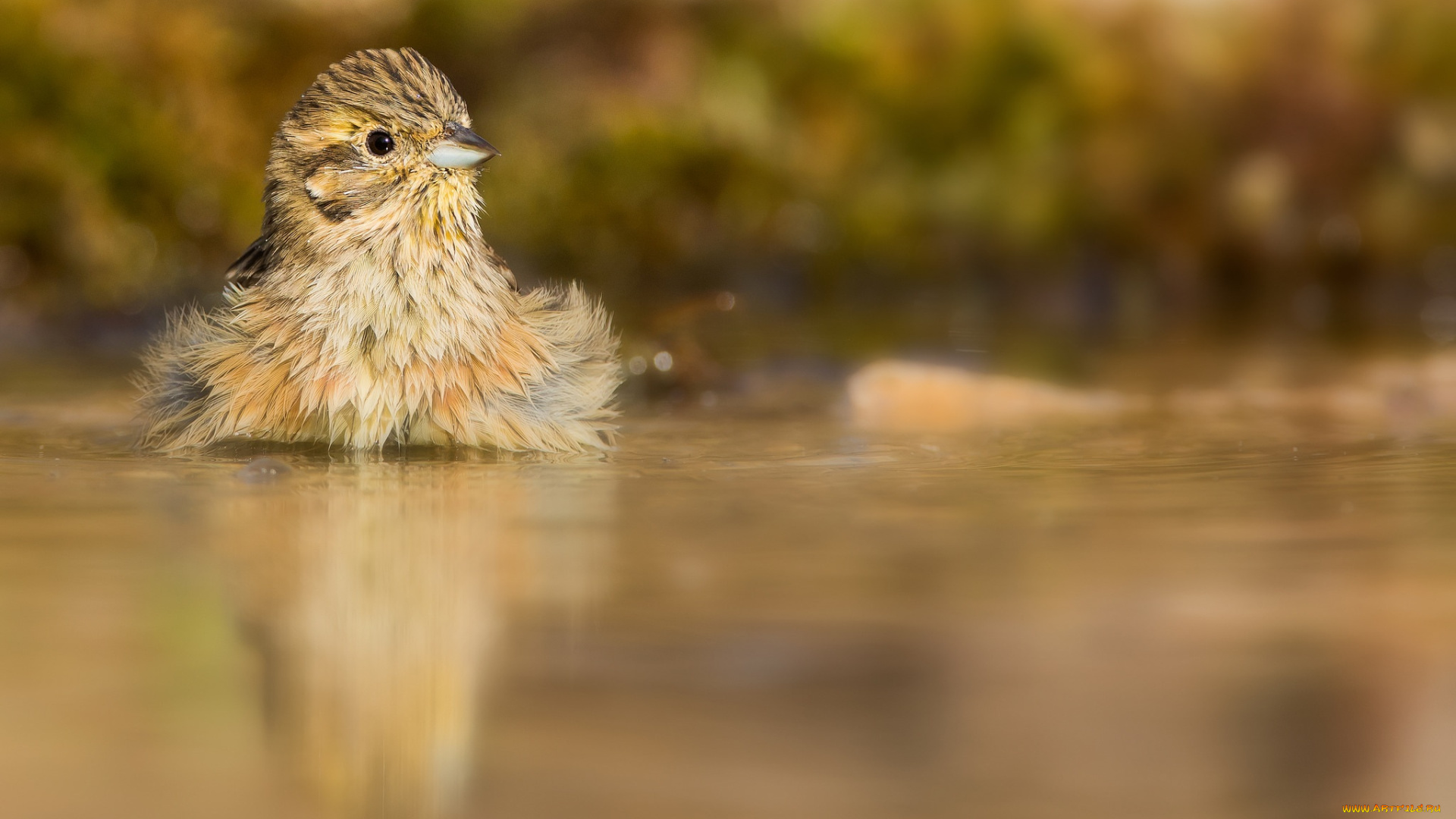 животные, птицы, птичка, малышка, вода, природа