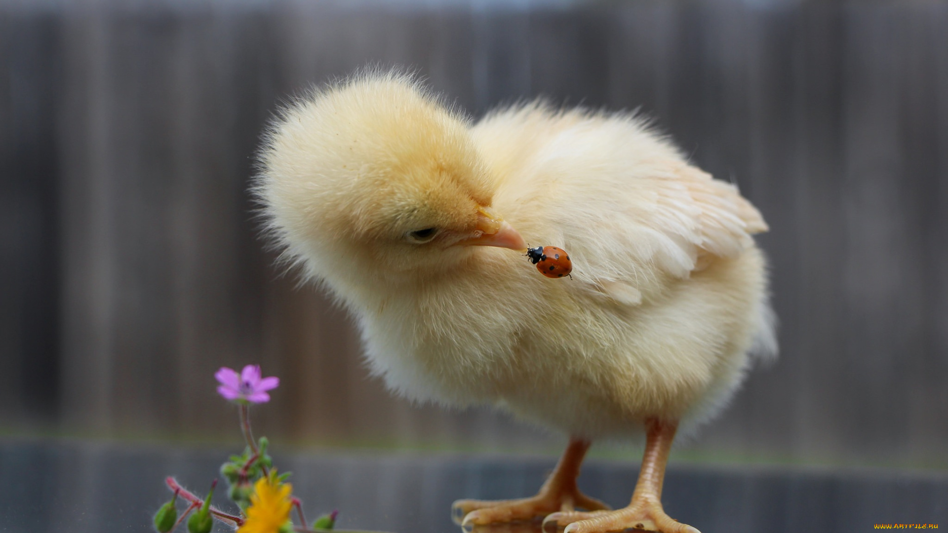 животные, разные, вместе, цыпленок, малыш, божья, коровка, интерес, цветы