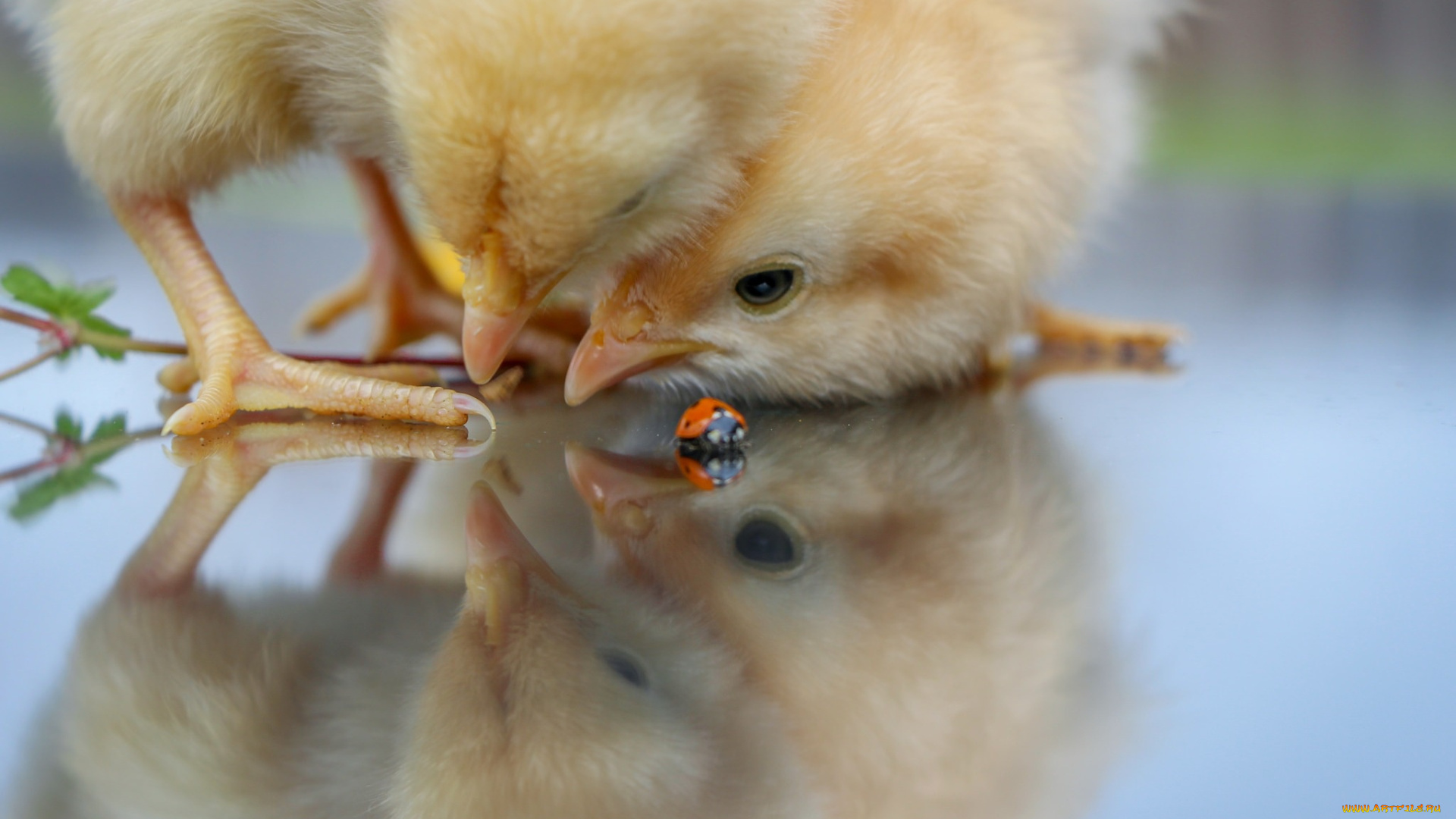 животные, разные, вместе, цыплята, божья, коровка, интерес, малыши