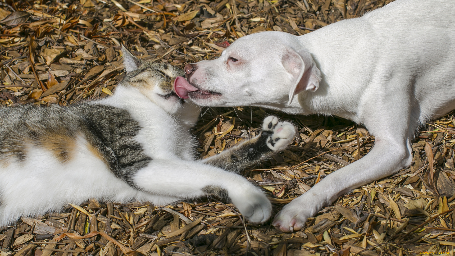 животные, разные, вместе, собака, кошка