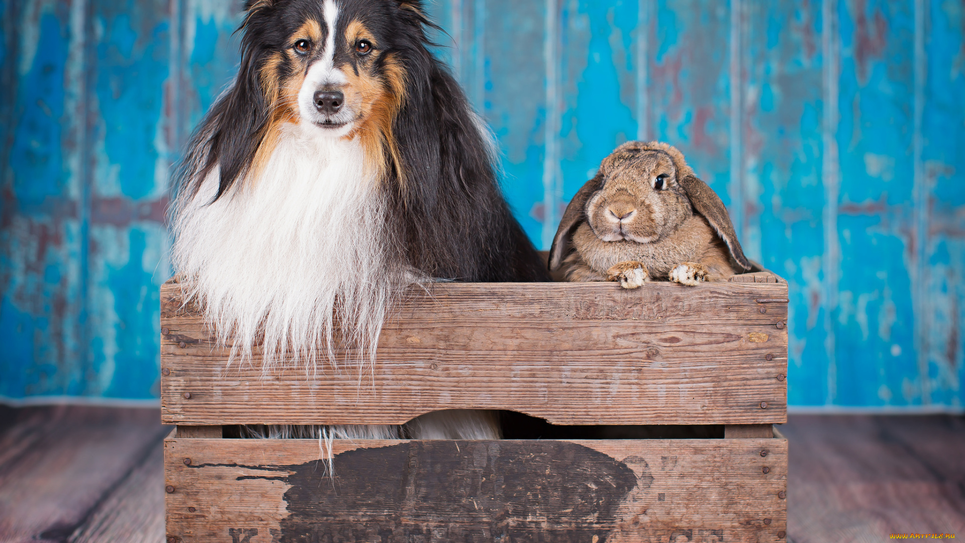 животные, разные, вместе, ящик, собака, кролик