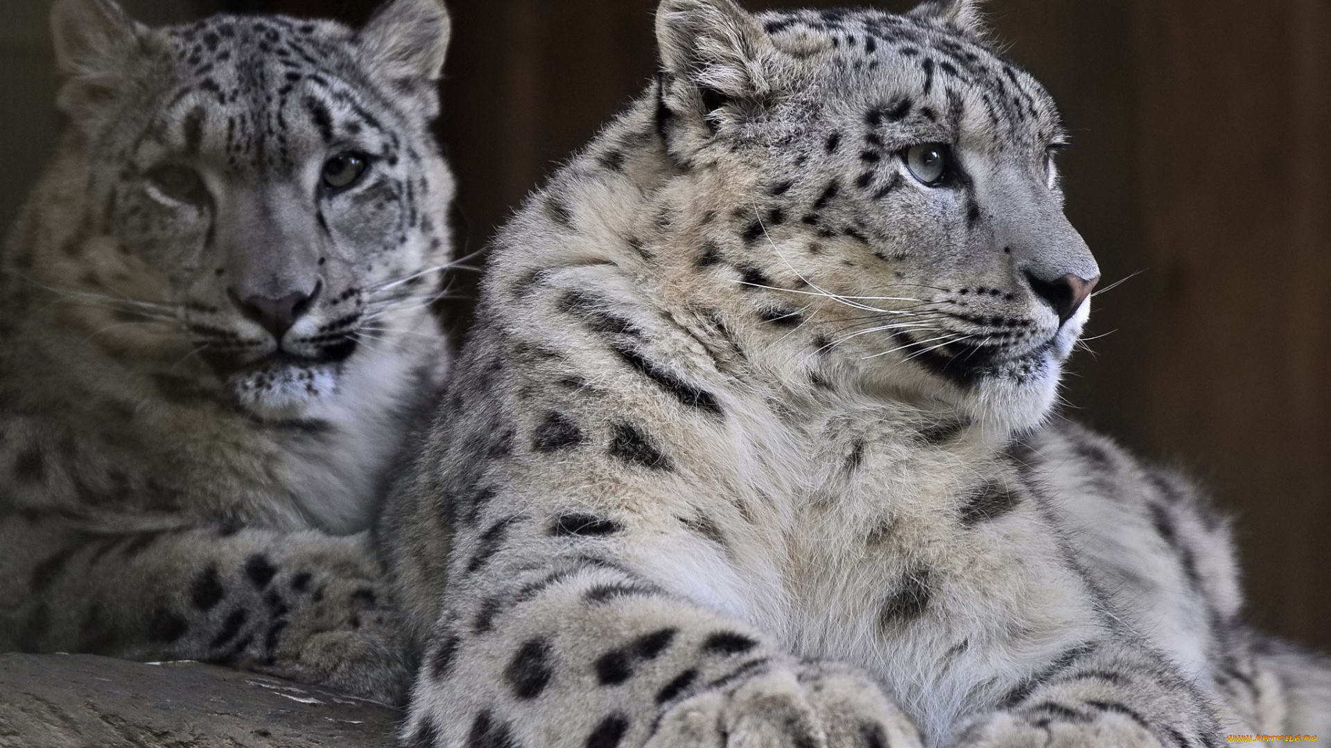 животные, снежный, барс, , ирбис, двое