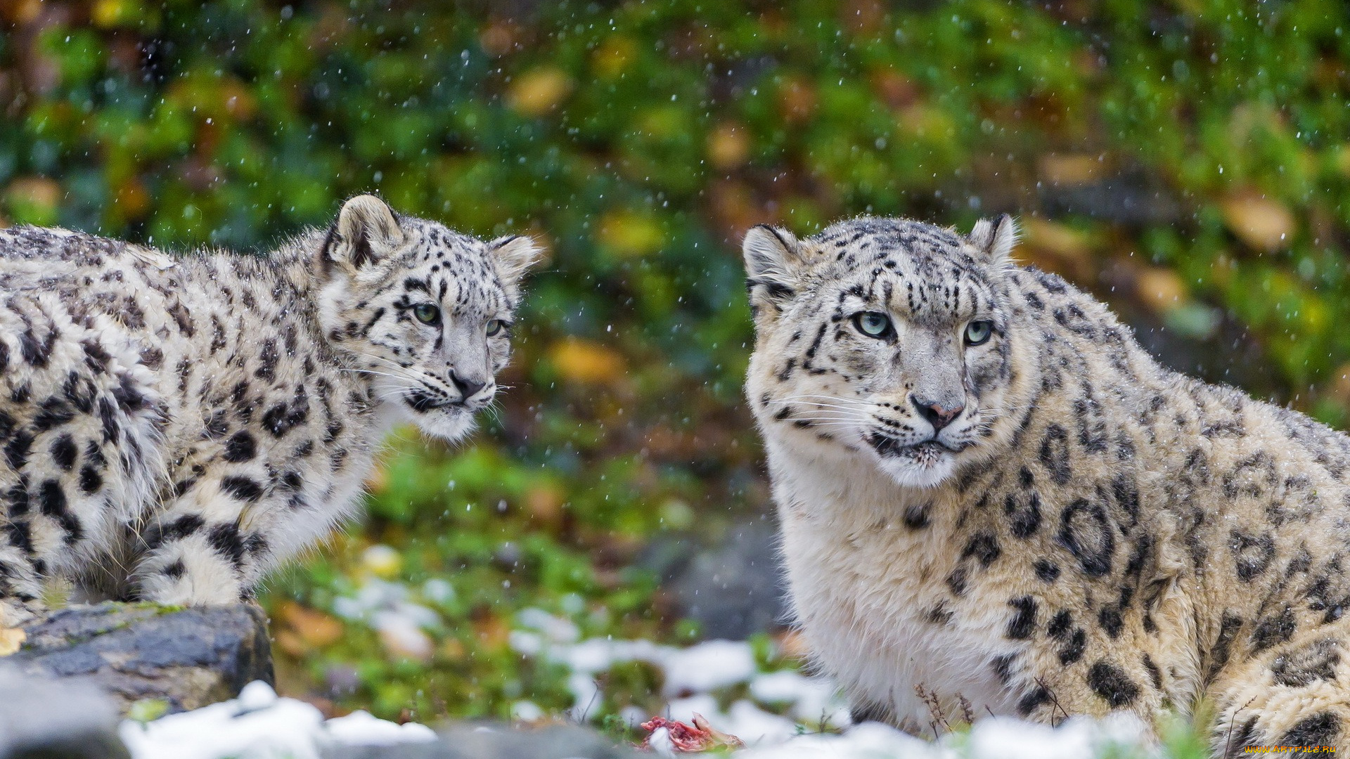животные, снежный, барс, , ирбис, двое