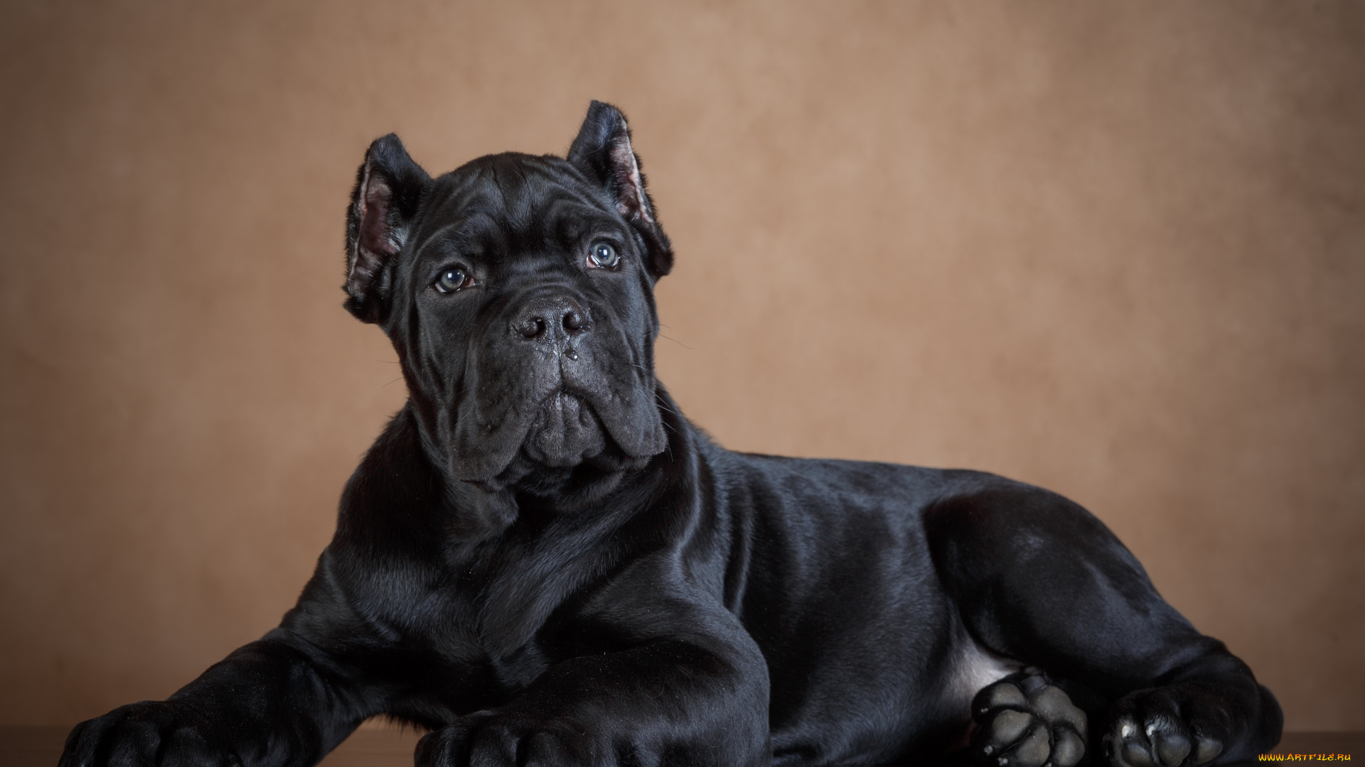 животные, собаки, черный, фон, пес, собака