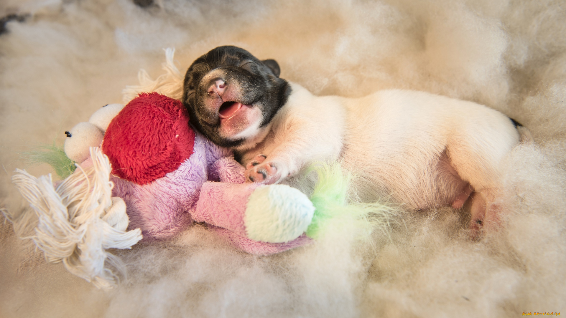 животные, собаки, игрушка