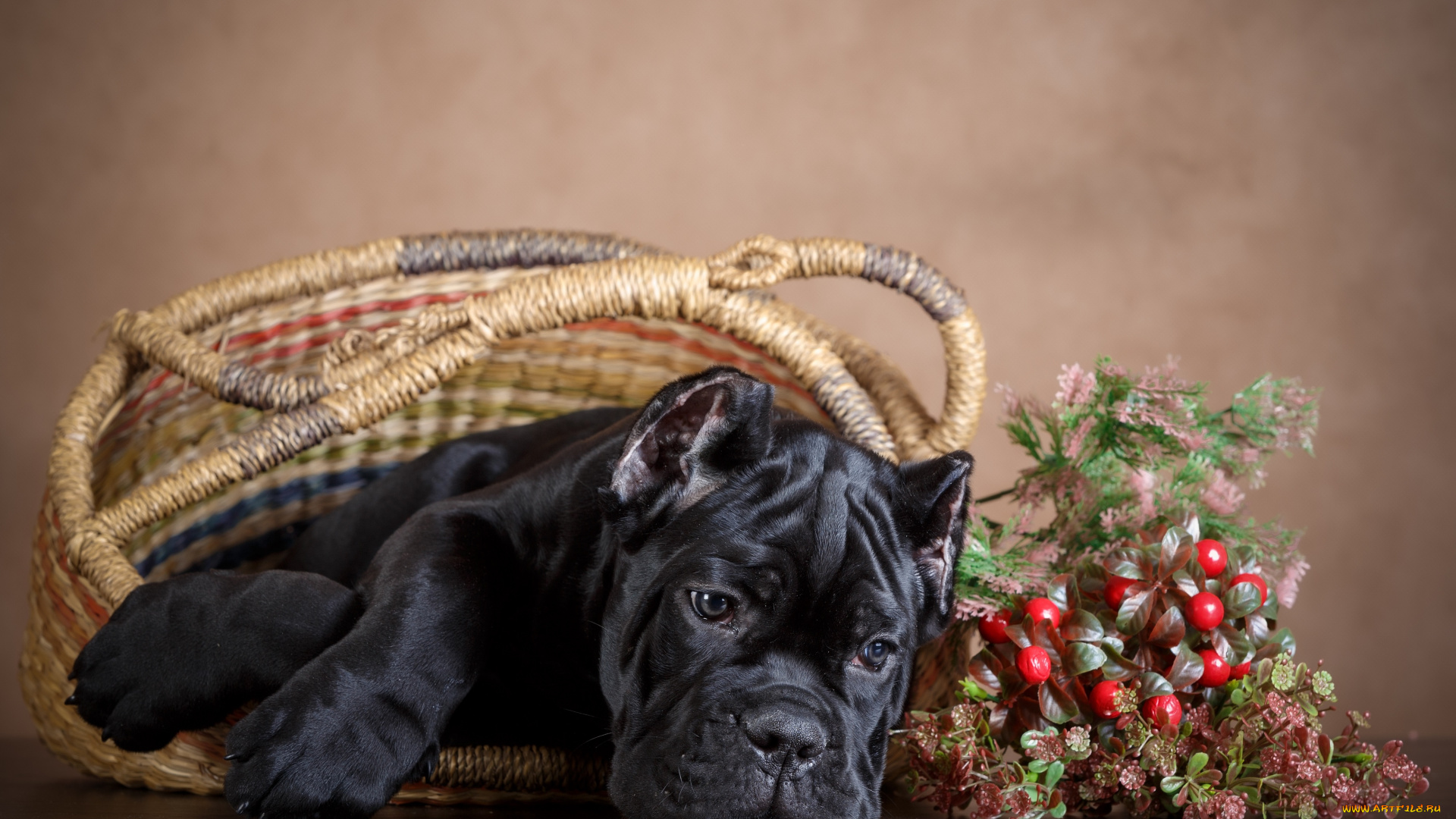 животные, собаки, пес, корзина, черный, фон, ягоды, собака