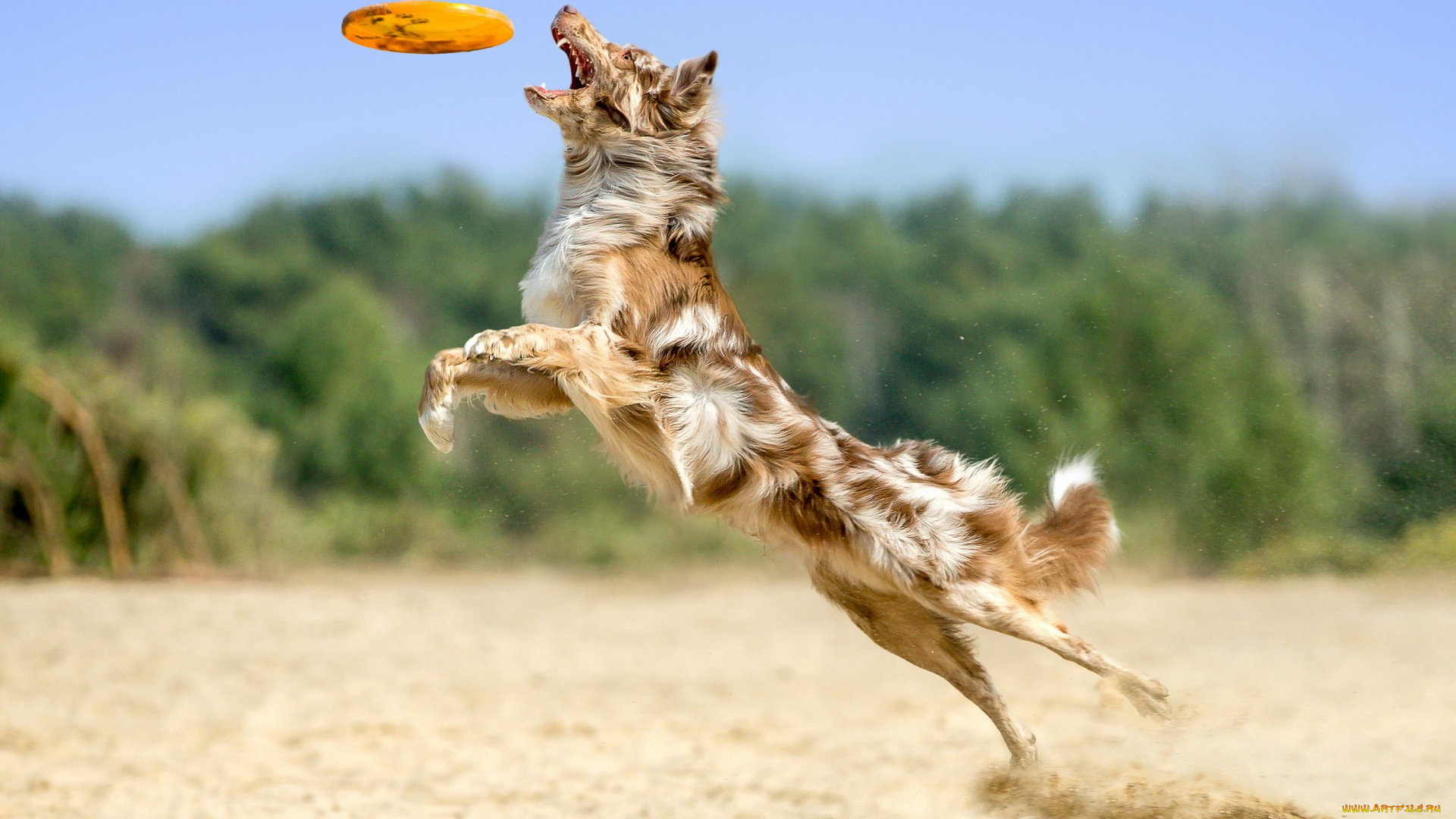 животные, собаки, прыжок