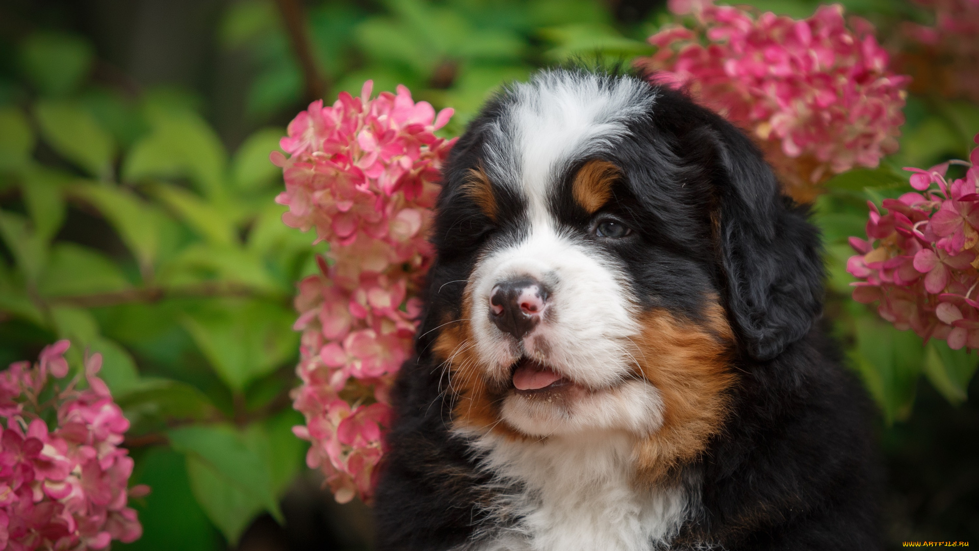 животные, собаки, щенок, малыш, цветы, гортензия, природа