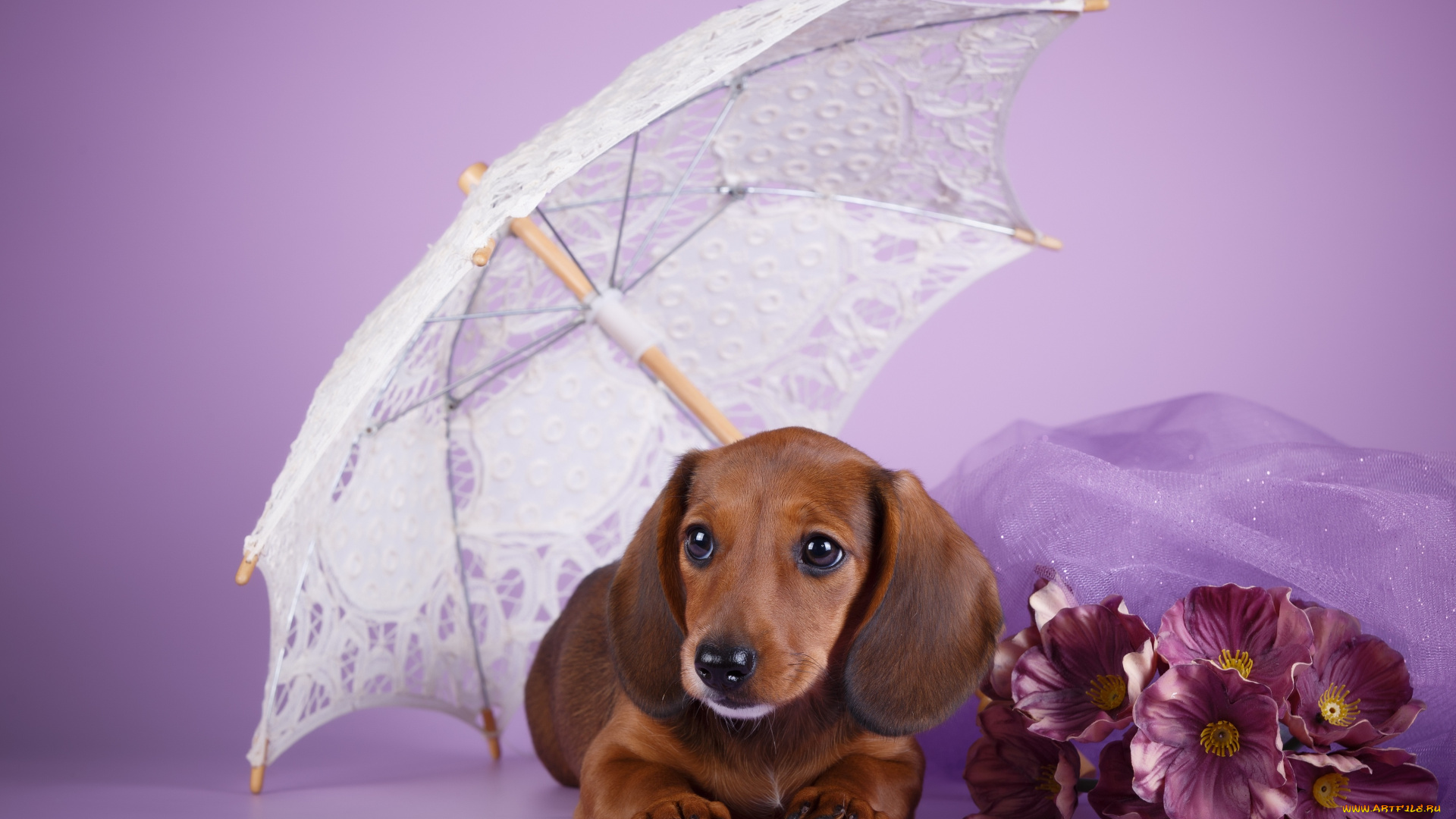 животные, собаки, щенок, зонт, такса, сиреневый, фон, цветы