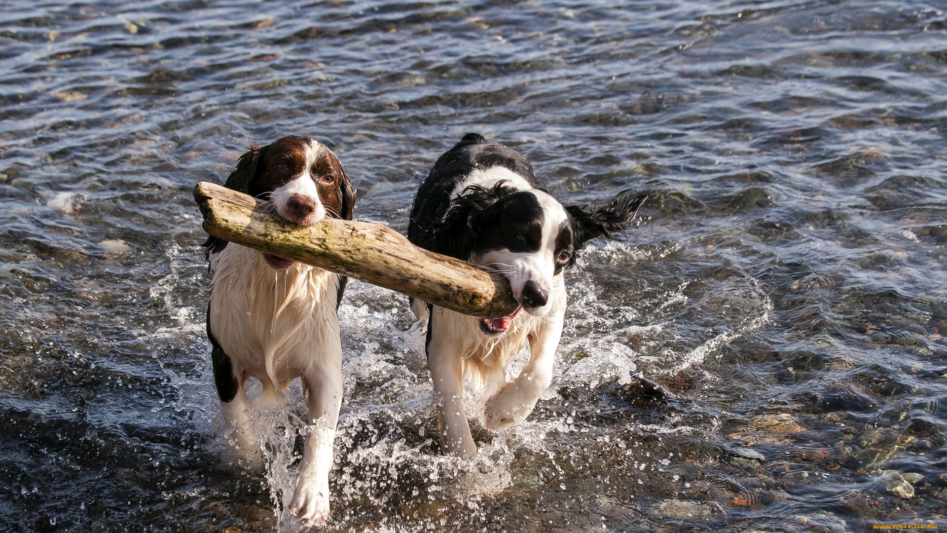 животные, собаки, водоем