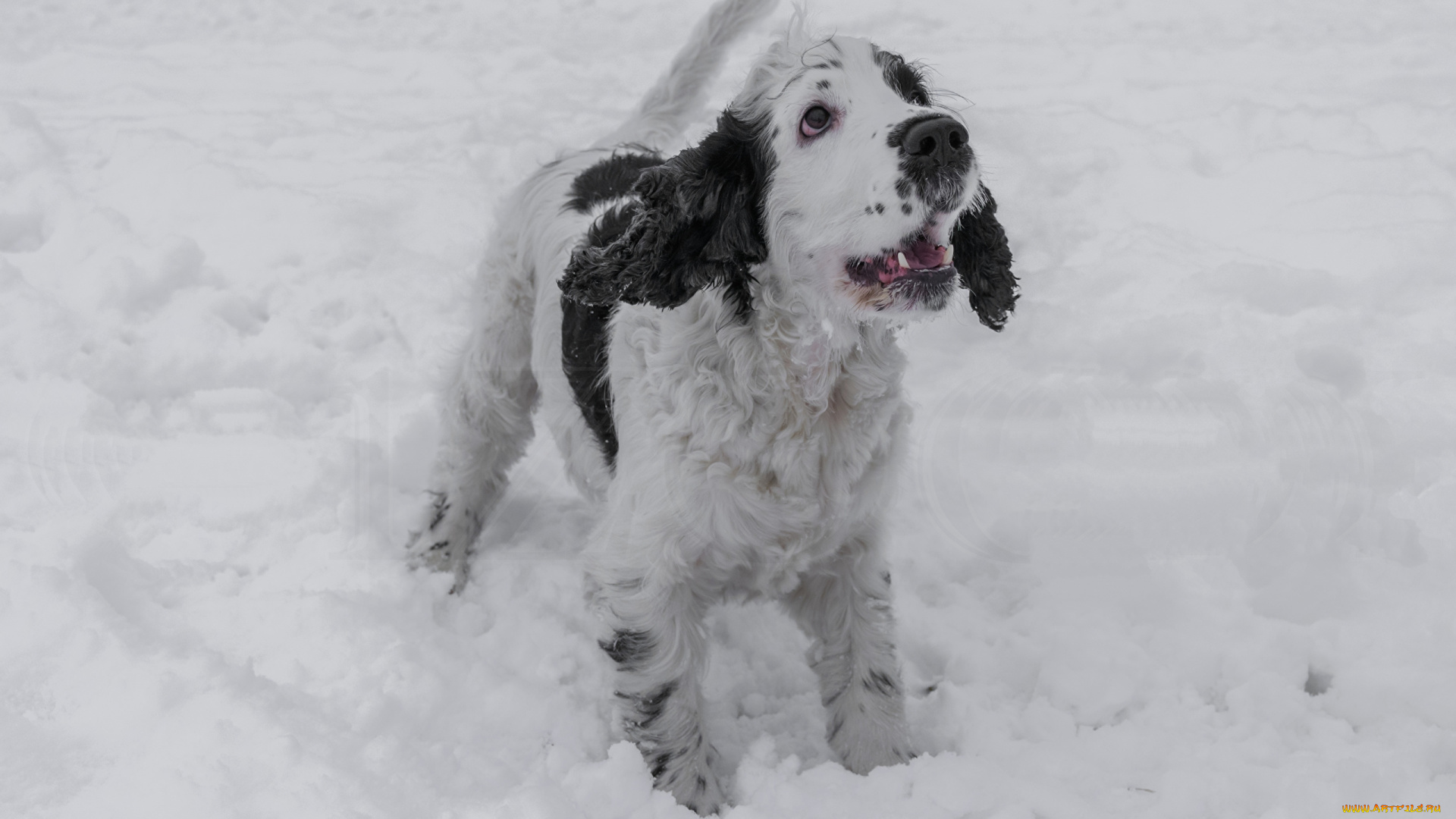 животные, собаки, взгляд, снег