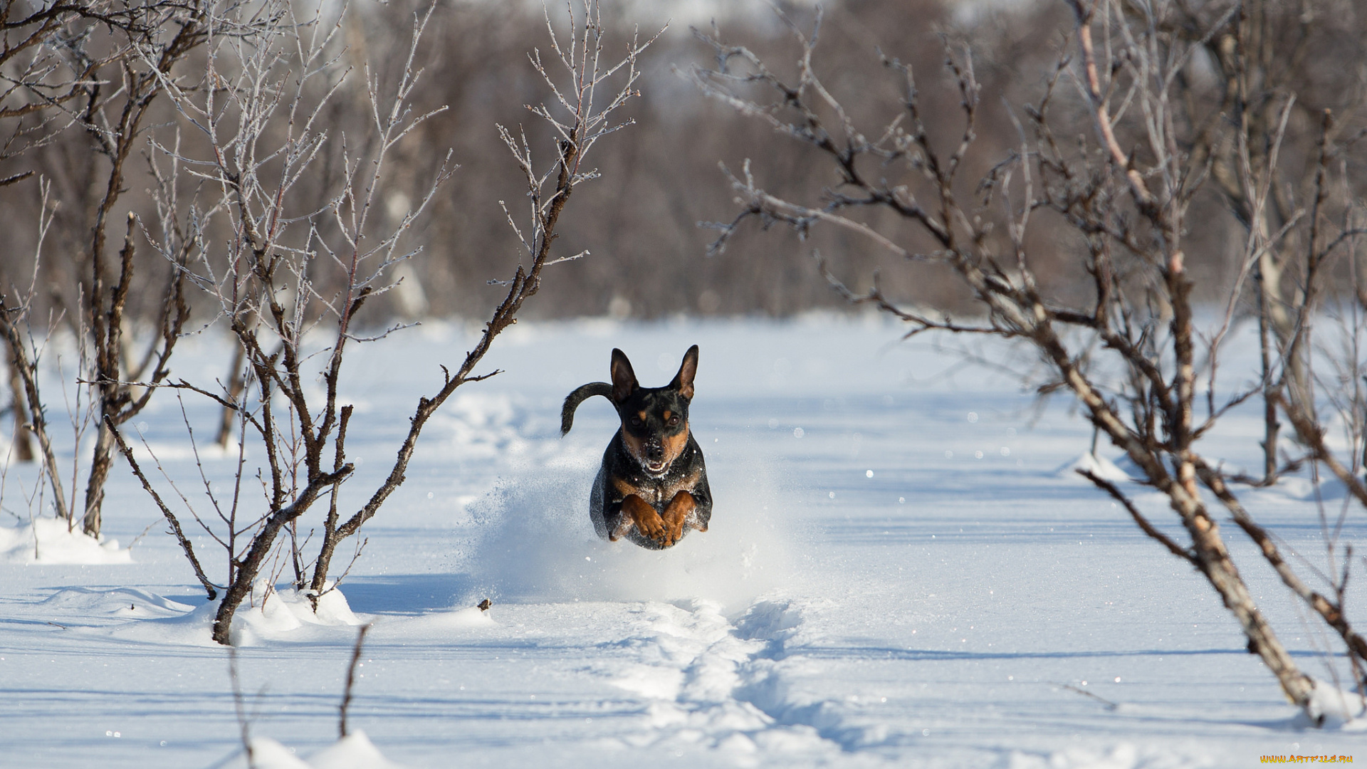 животные, собаки, зима