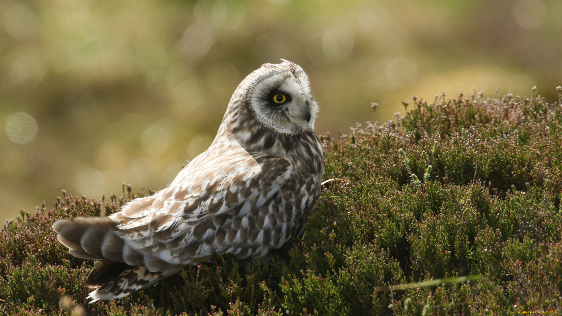 животные, совы, природа, птица, трава, сова