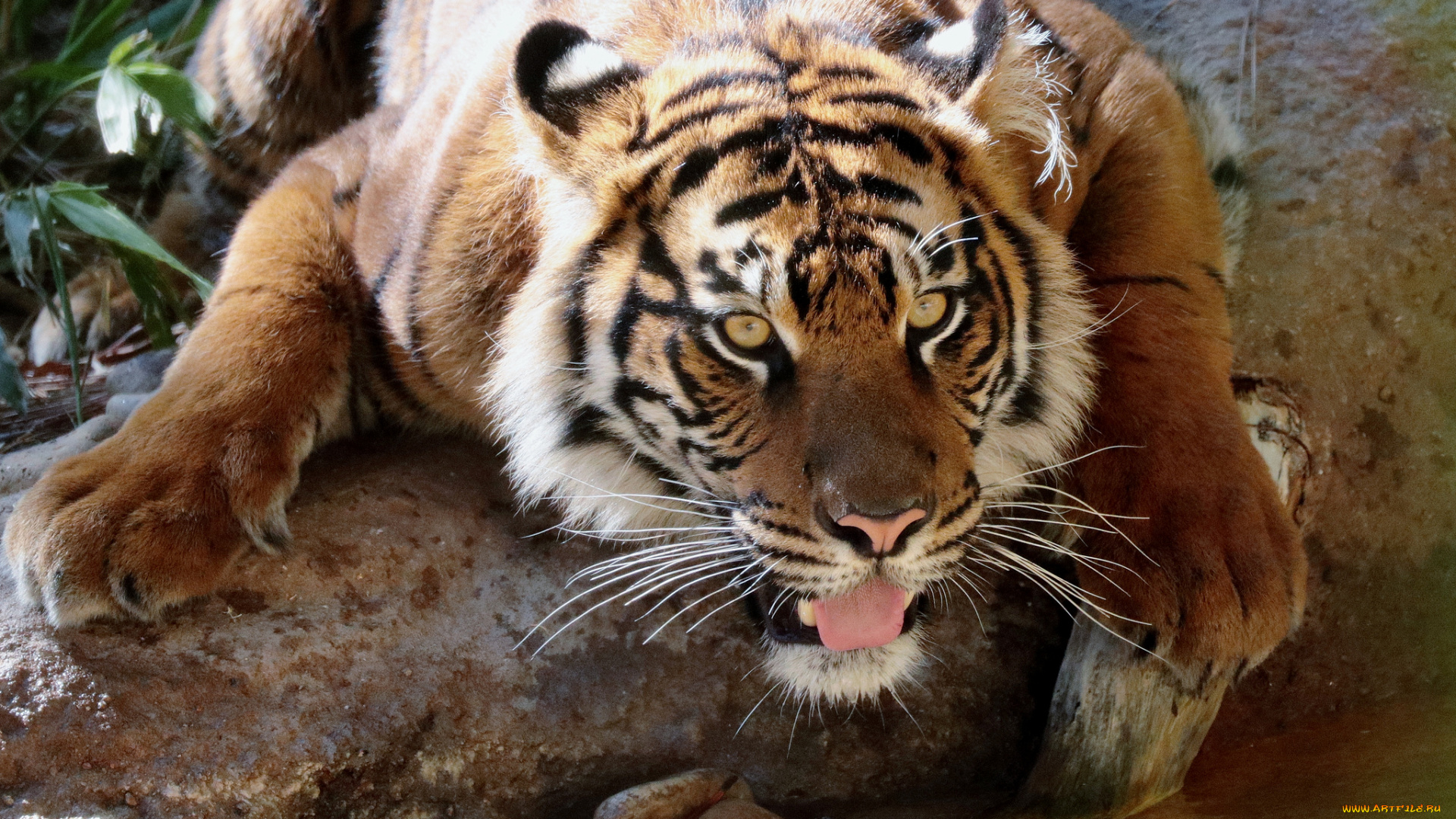 животные, тигры, хищник, язык, кошка, амурский, тигр