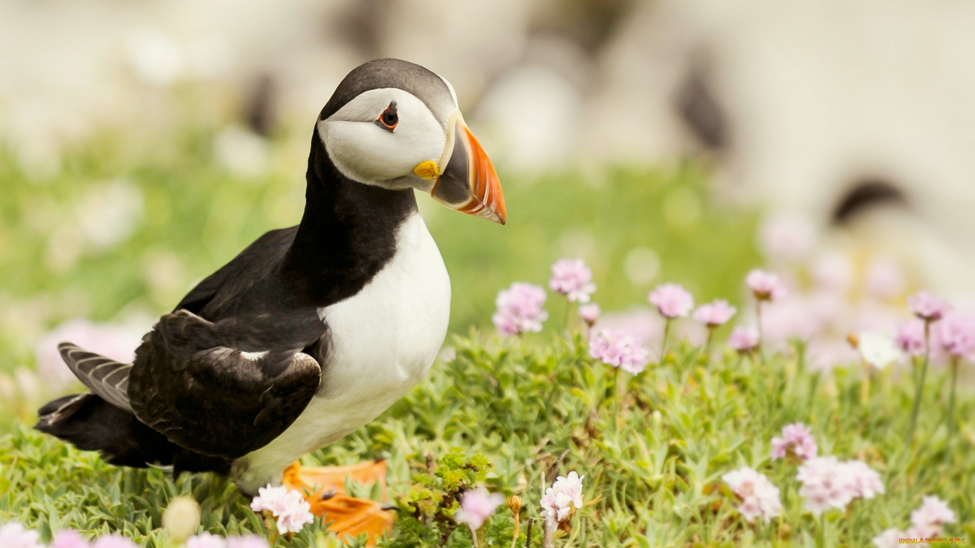 животные, тупики, природа, цветы, окрас, птица, тупик