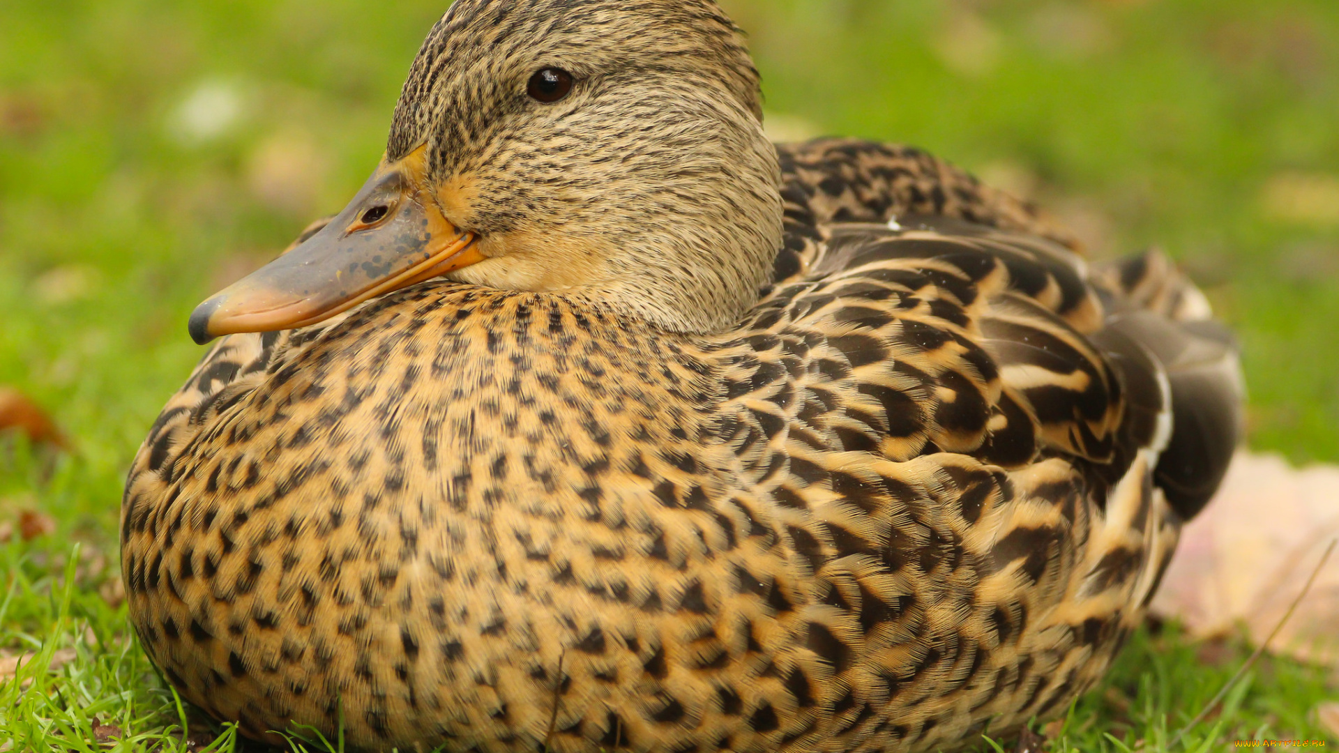 животные, утки, кряква, природа, осень, птицы