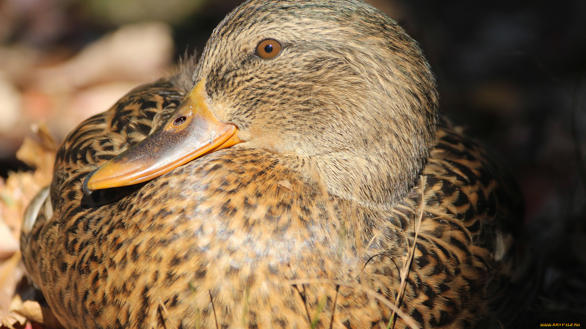 животные, утки, утка, птица, взгляд, клюв