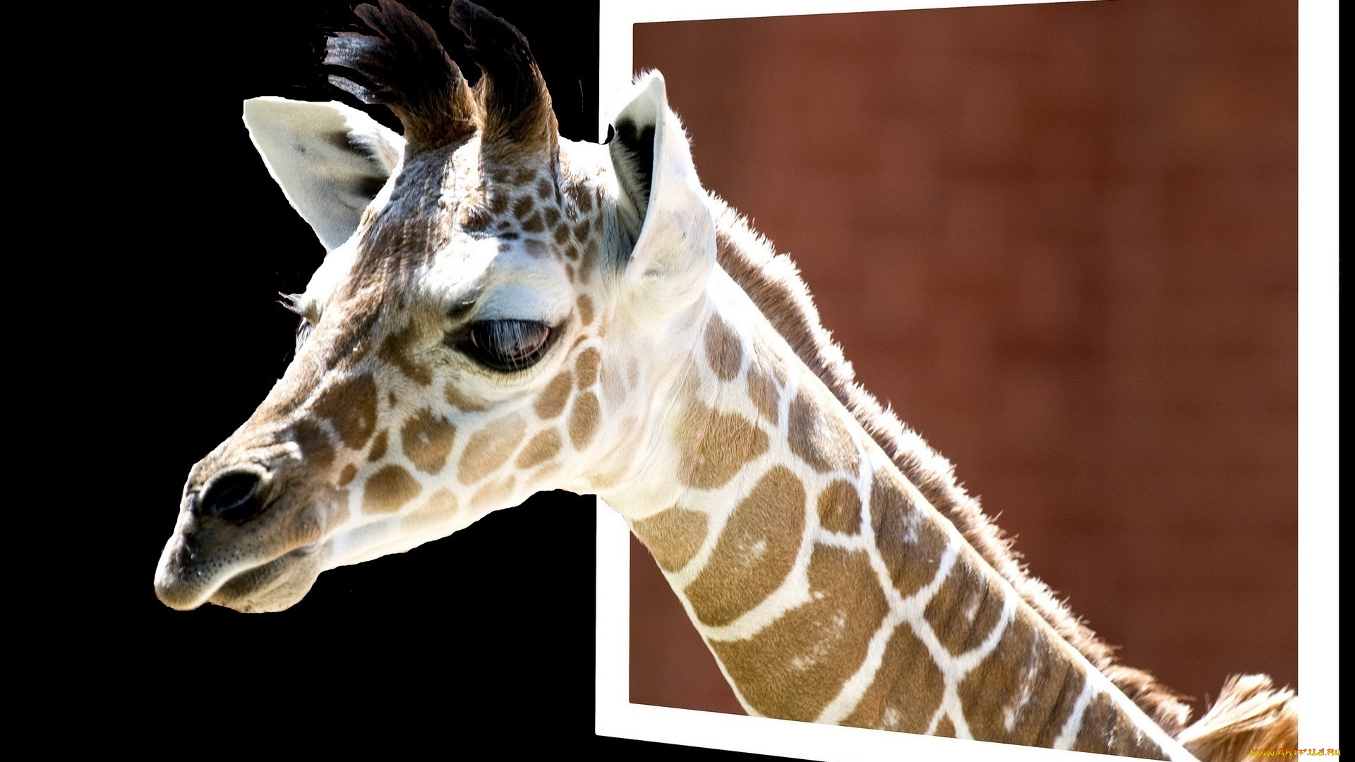 животные, жирафы, голова