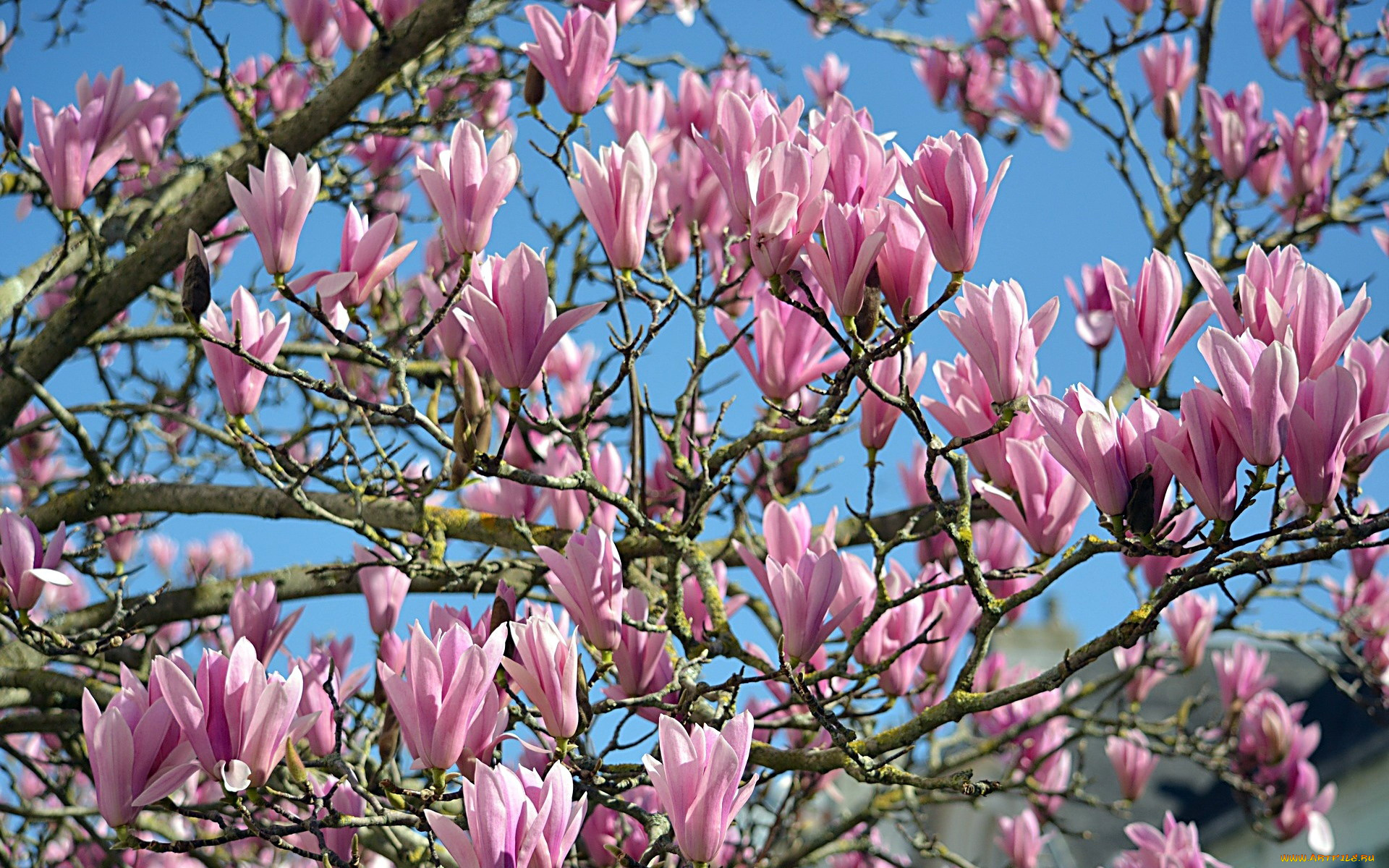 цветы, магнолии, бутоны, весна, цветение
