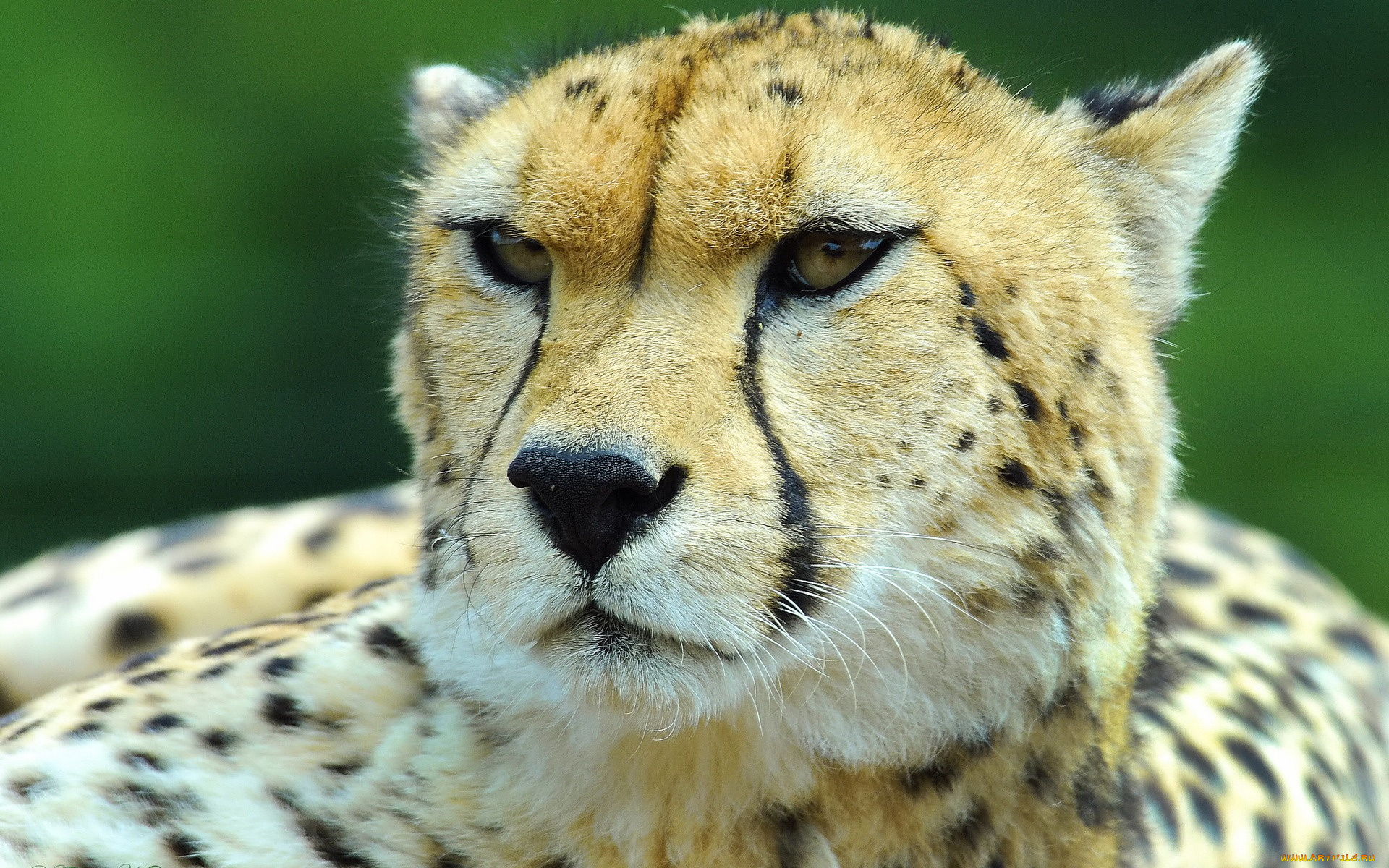 животные, гепарды, морда, взгляд