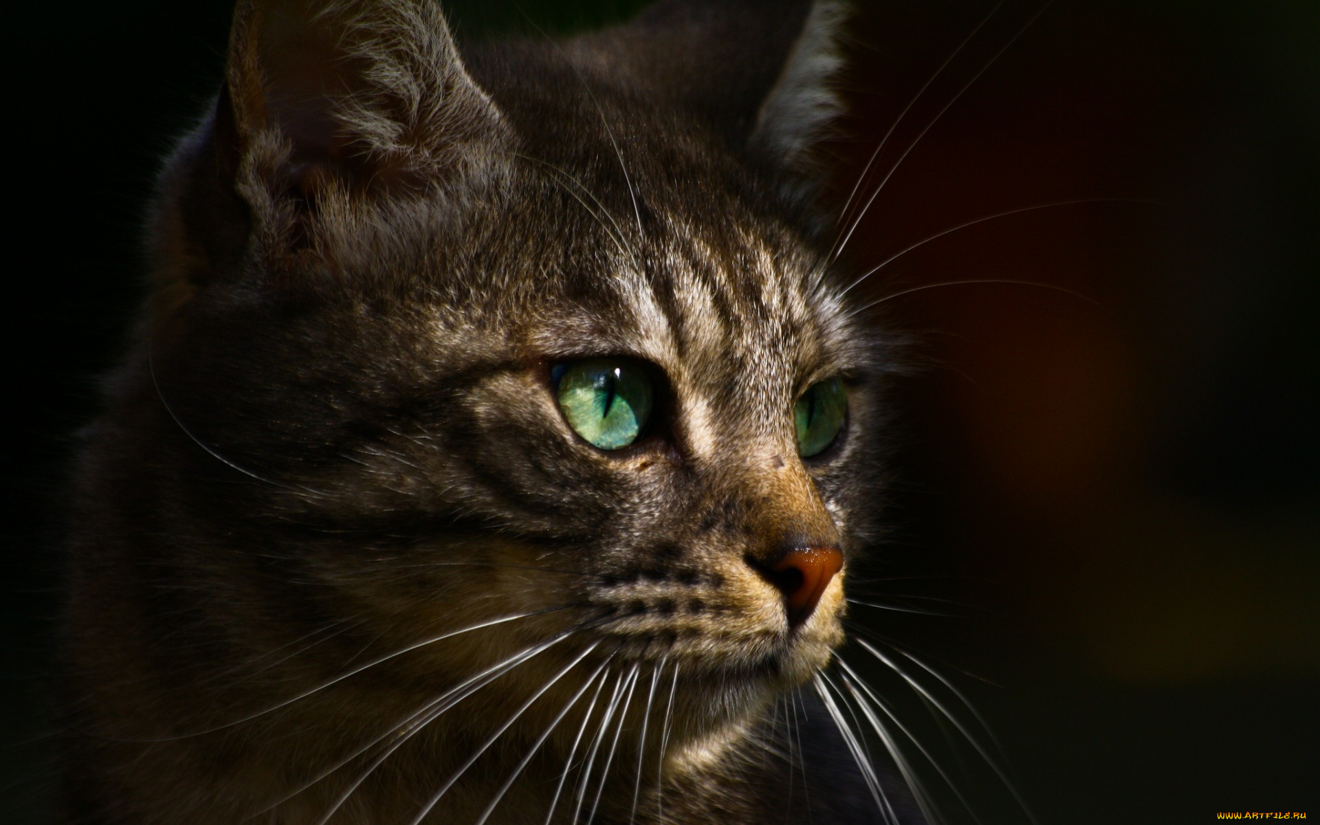 животные, коты, черный, фон