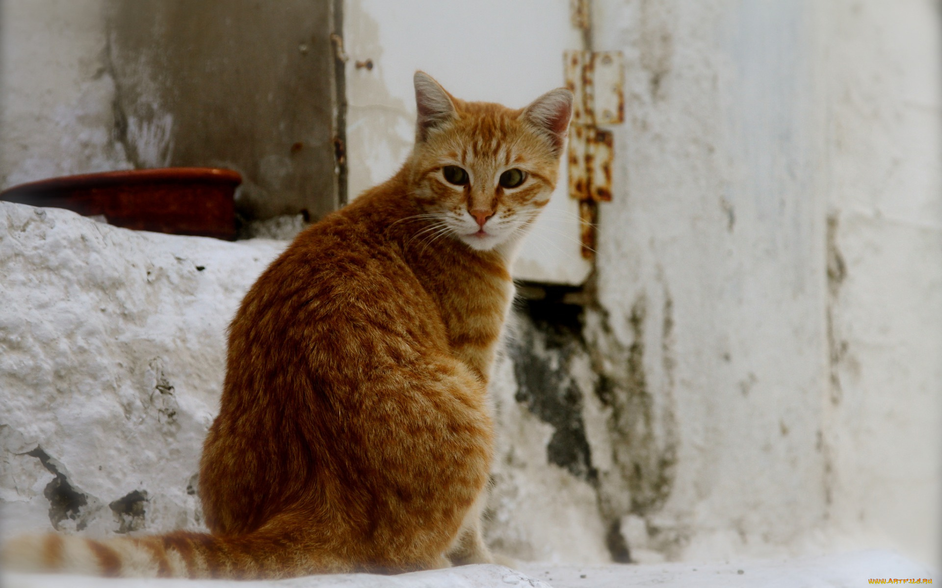 животные, коты, рыжий, цвет