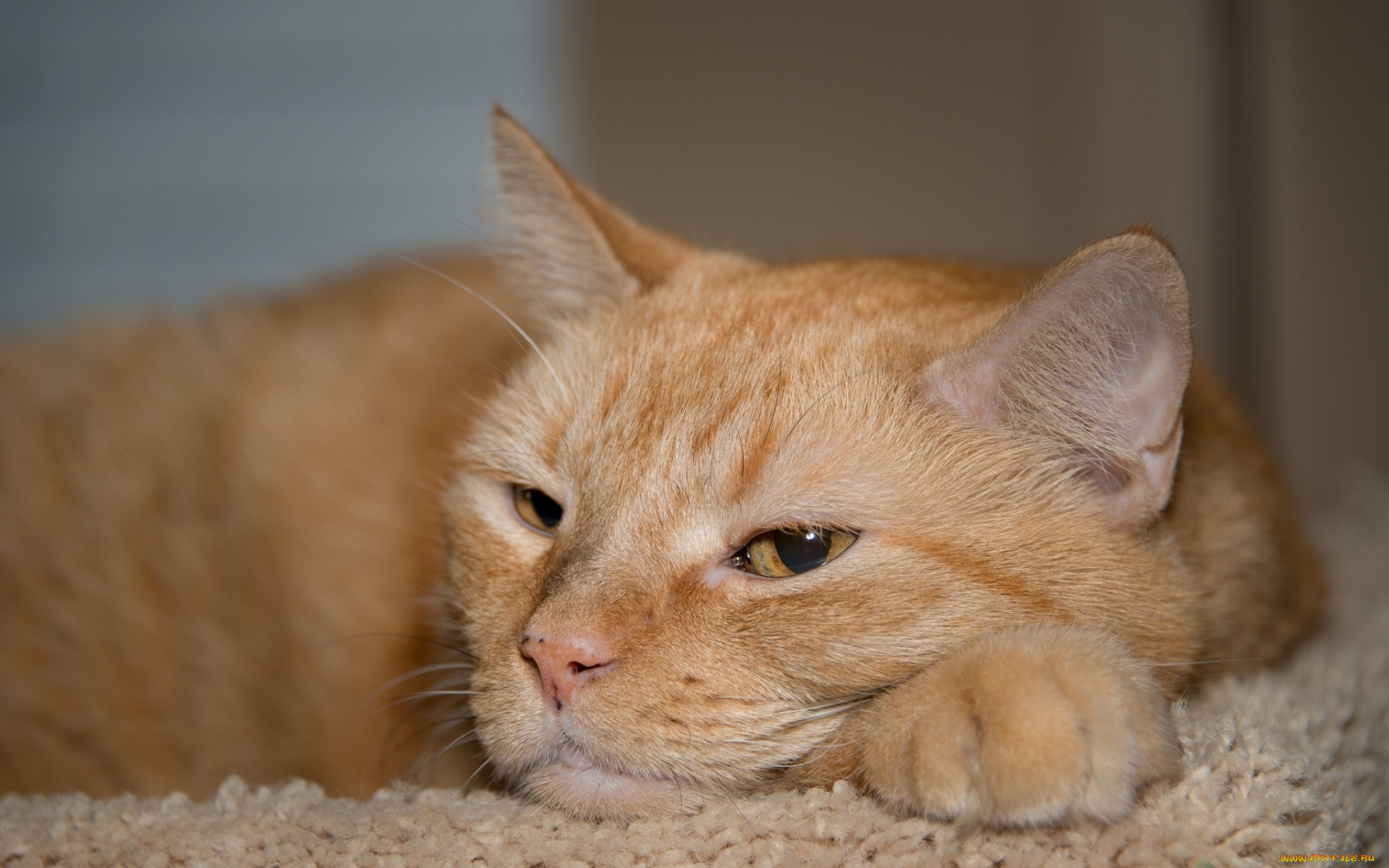 животные, коты, рыжий, цвет
