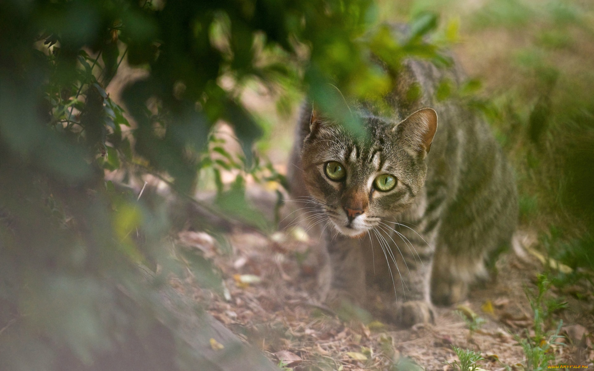 животные, коты, взгляд