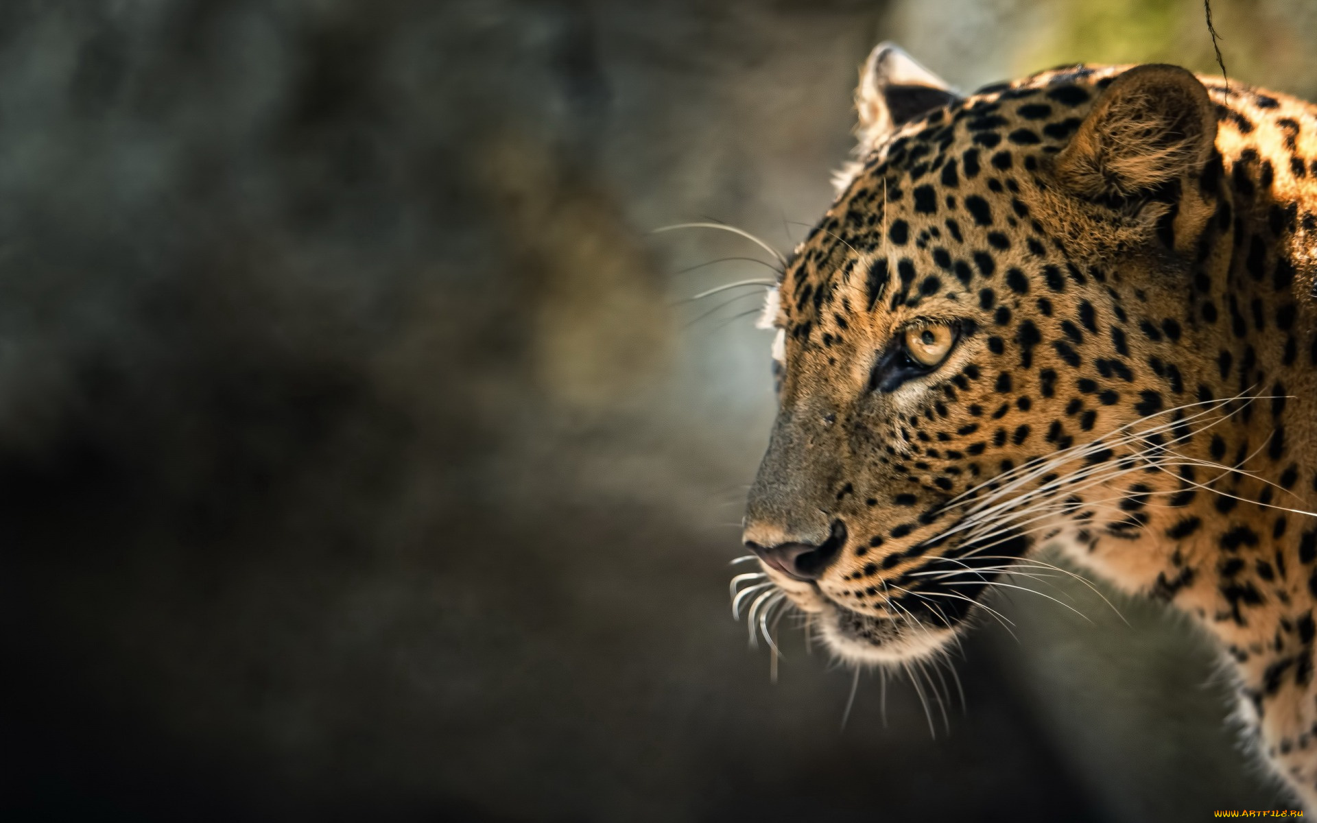 животные, леопарды, профиль