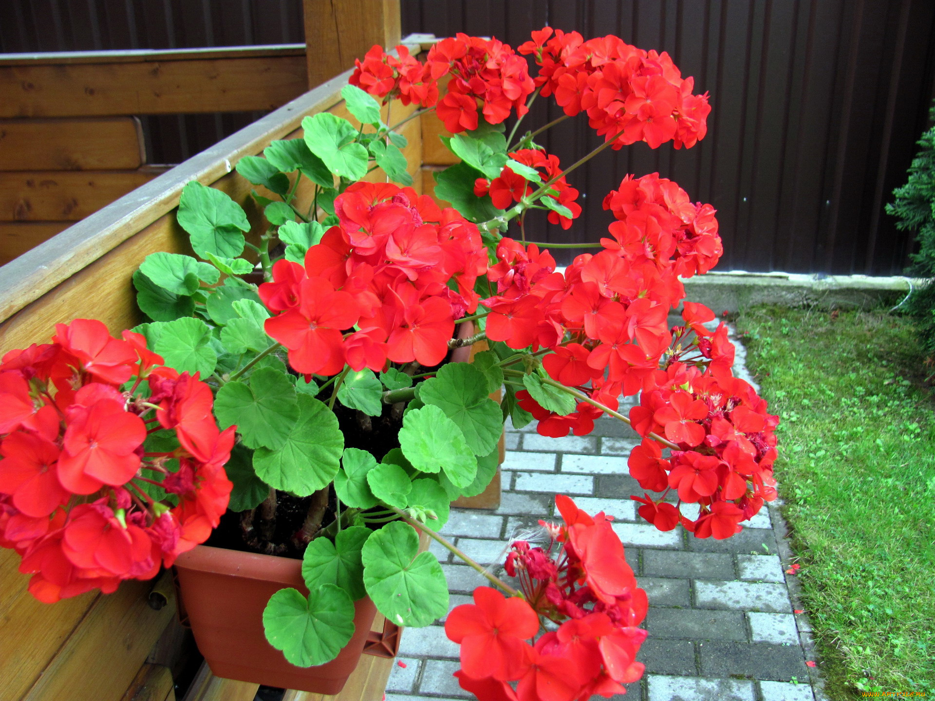 цветы, герань, алый