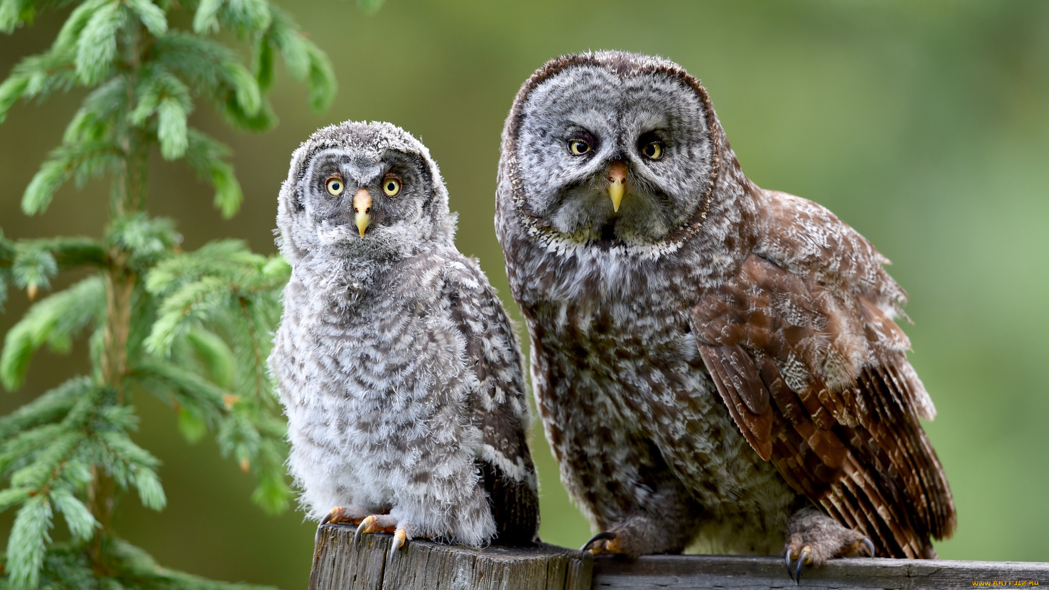 животные, совы, птицы, ветка, ели