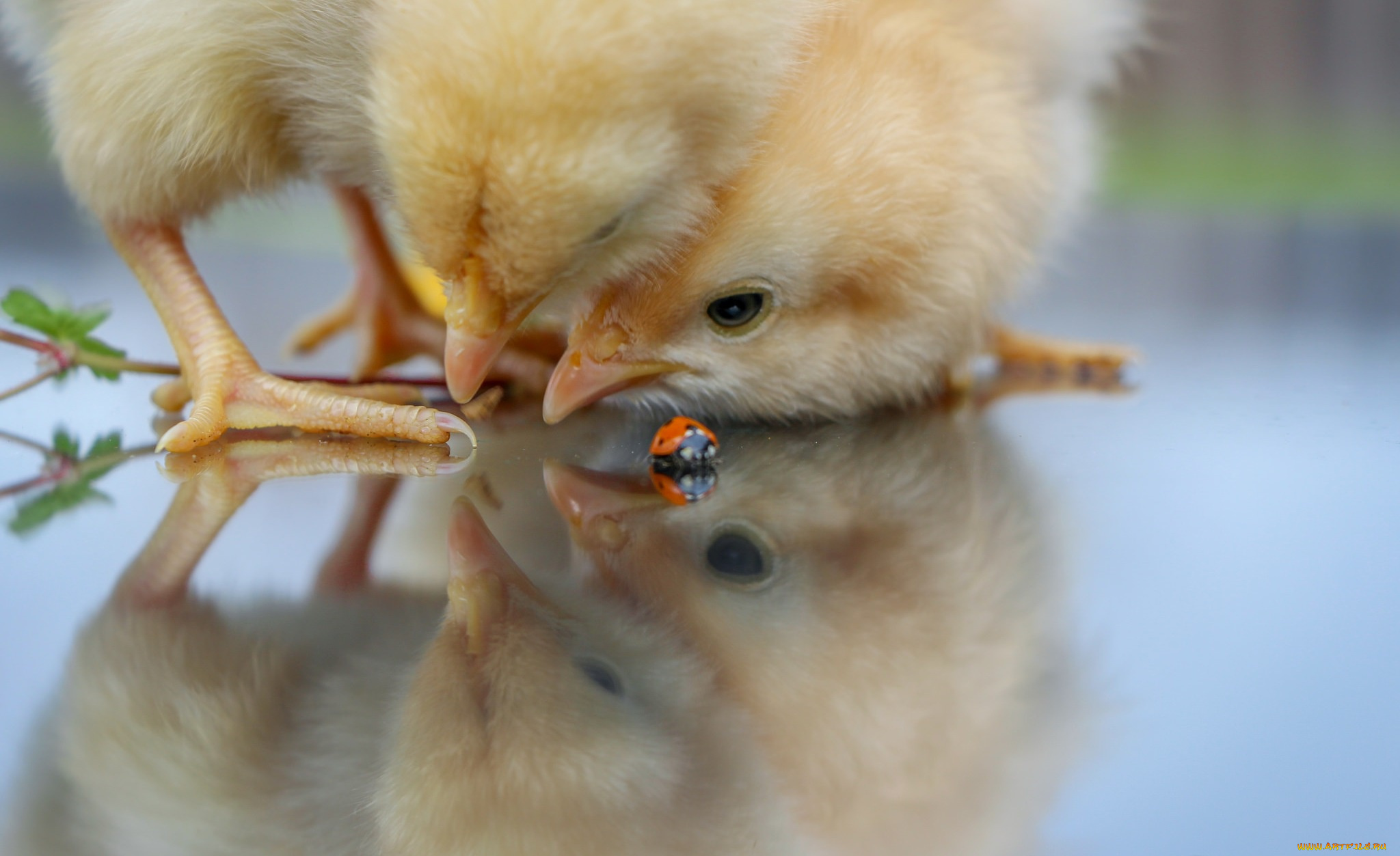 животные, разные, вместе, цыплята, божья, коровка, интерес, малыши