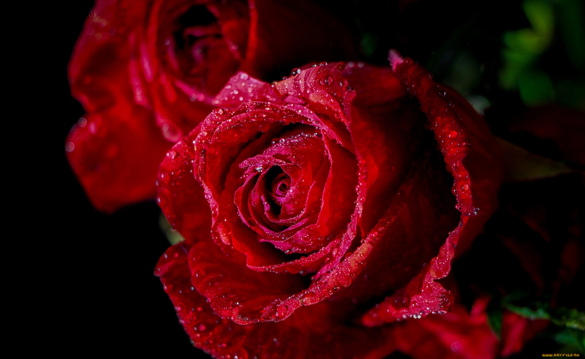 цветы, розы, листья, rose, bud, лепестки, бутон, роза, цветение, blossoms, leaves, petals