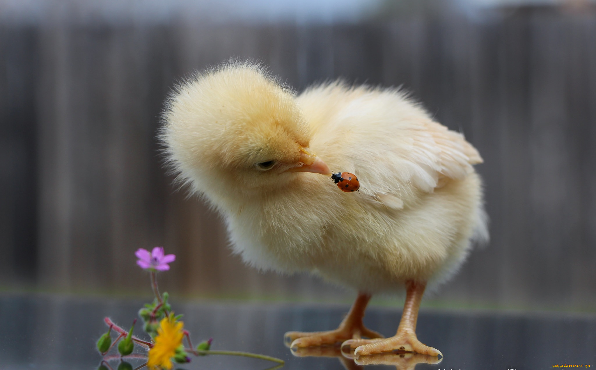 животные, разные, вместе, цыпленок, малыш, божья, коровка, интерес, цветы