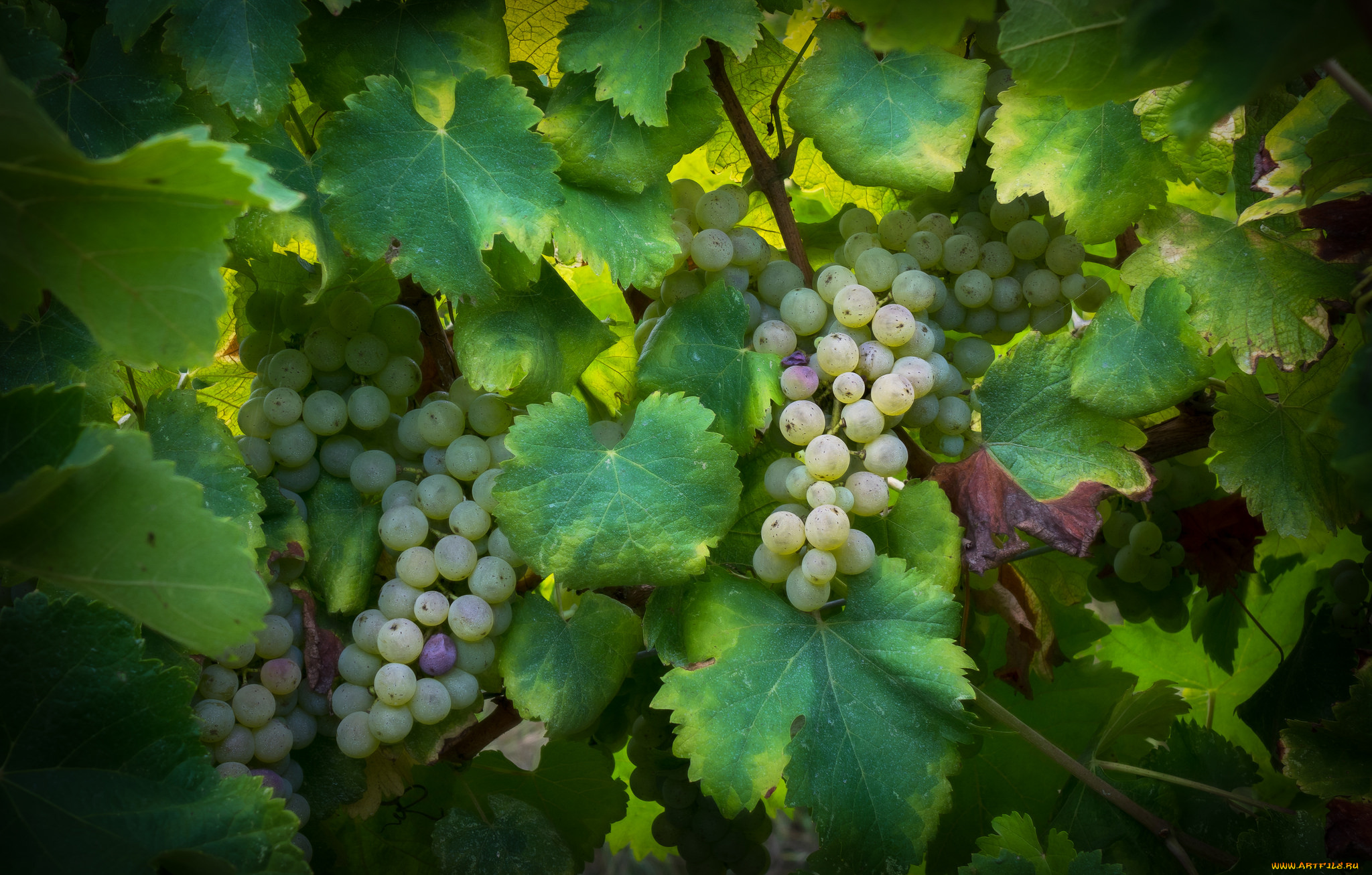 природа, Ягоды, , виноград, grapes, грозди, leaves, листва, виноградник, the, vineyard, виноград
