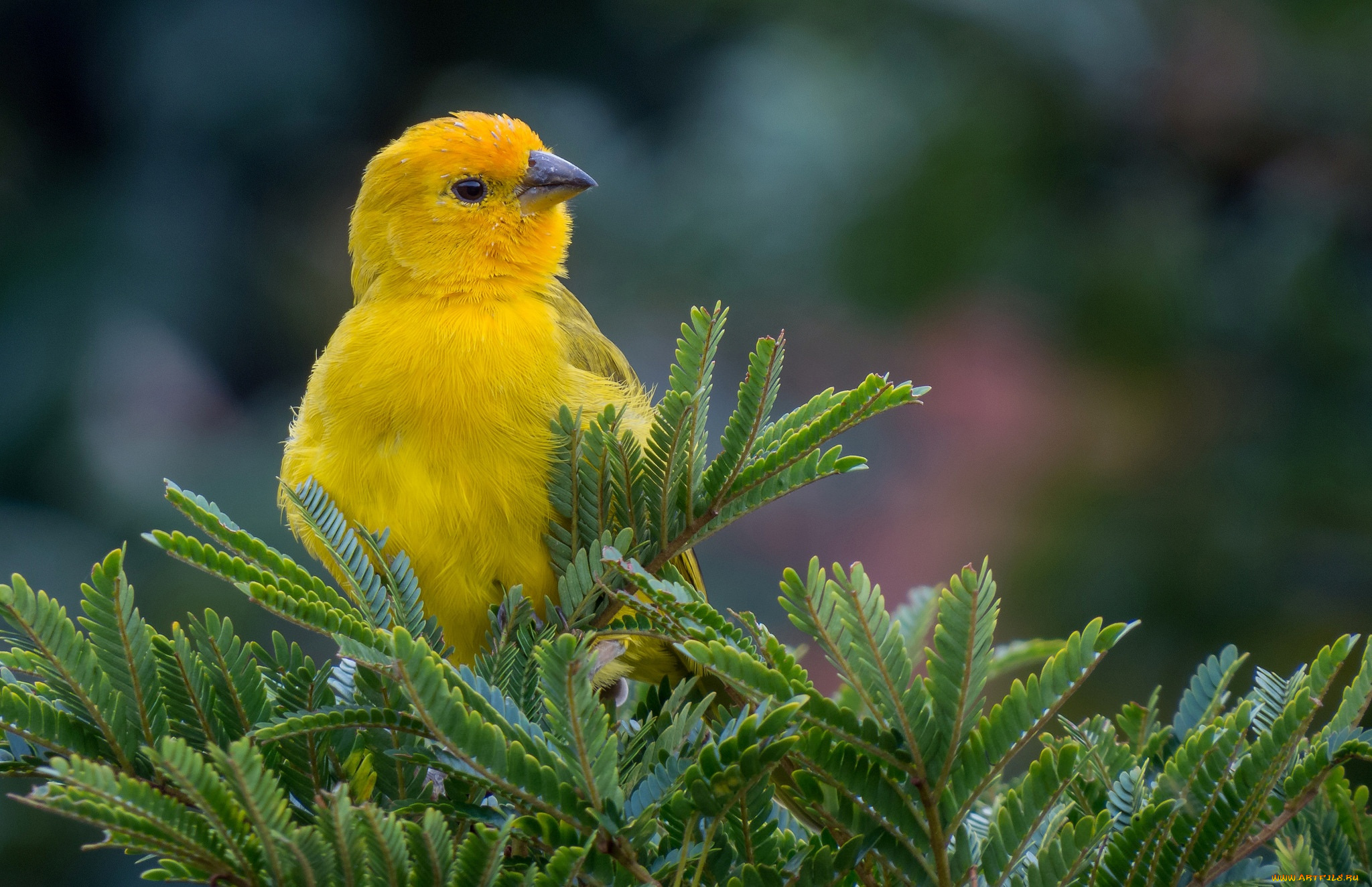 животные, птицы, природа, ветки, желтая, ель, птица