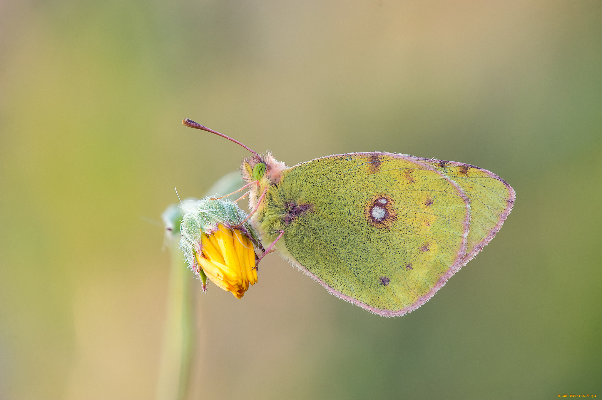 животные, бабочки, , мотыльки, , моли, макро