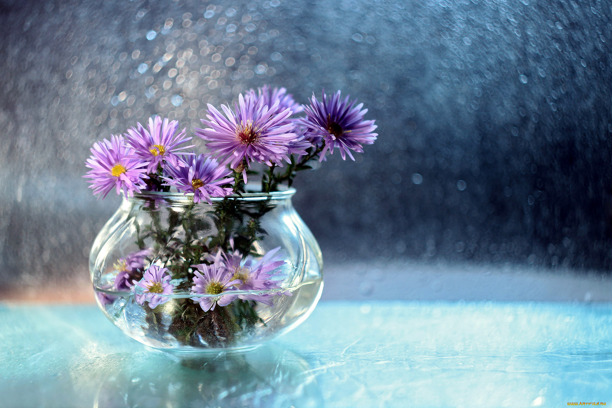 цветы, астры, боке